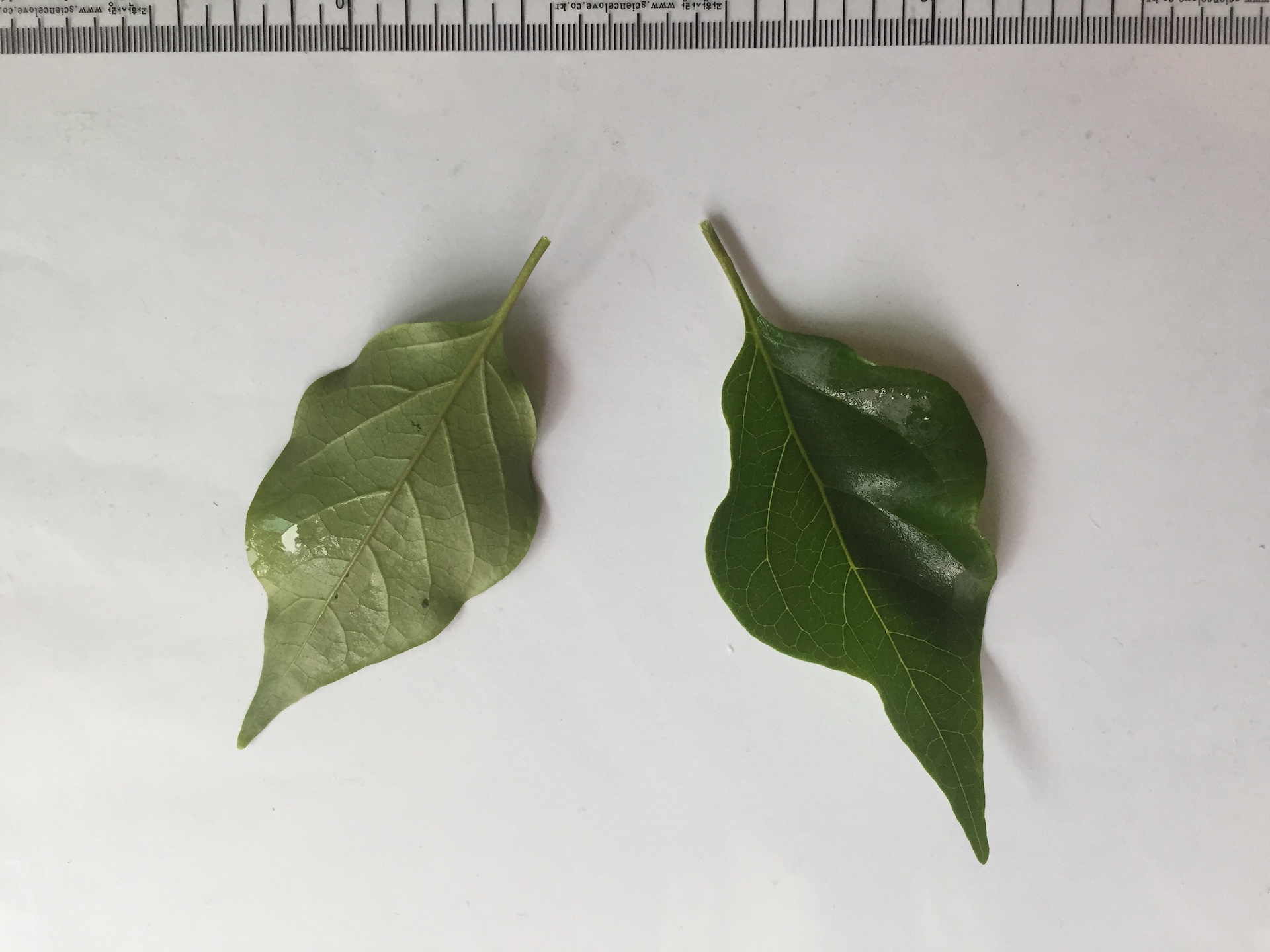 부겐베리아 잎 Bougainvillea glabra leaf