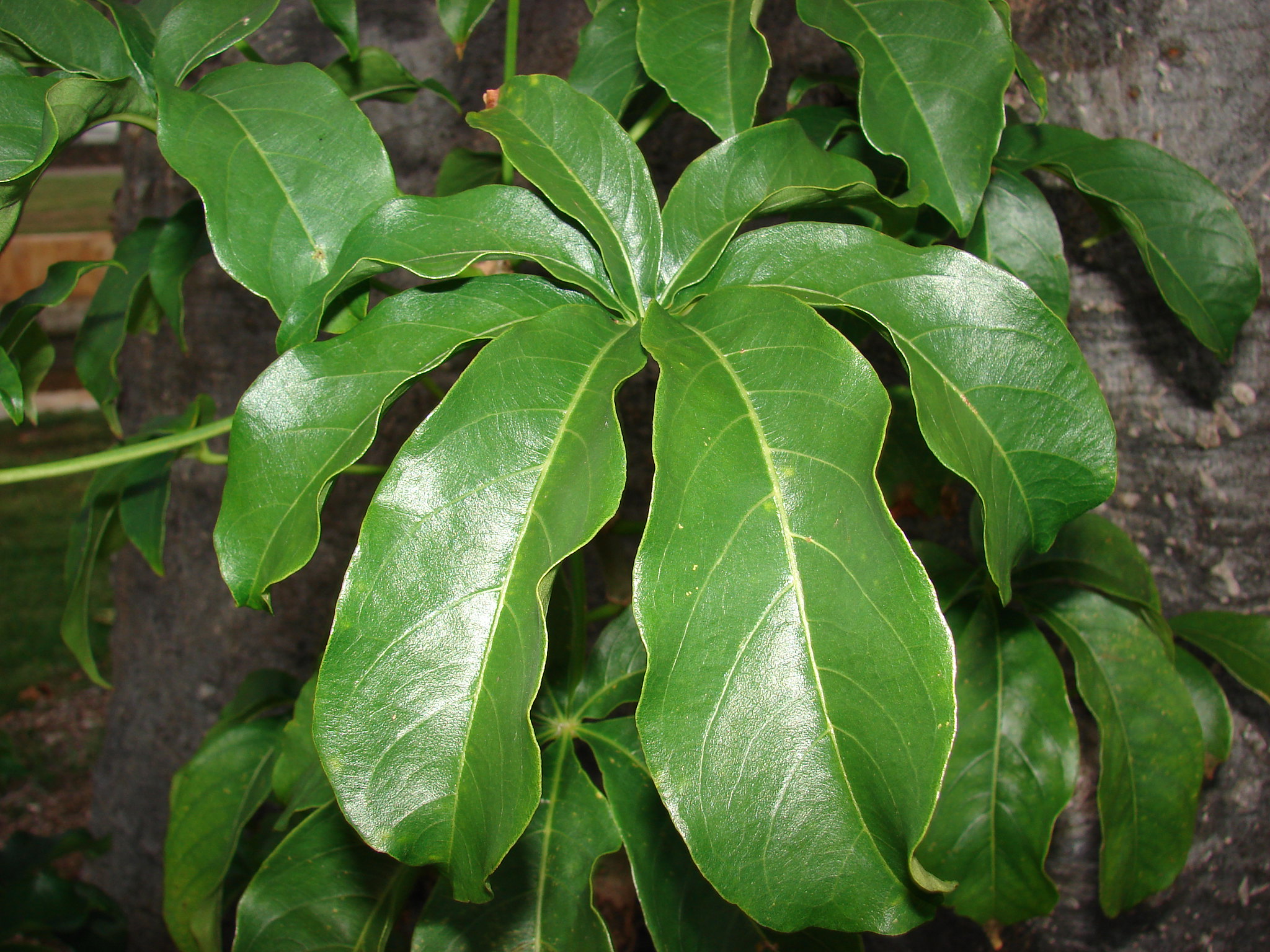 바오밥나무 잎 Adansonia digitata leaf