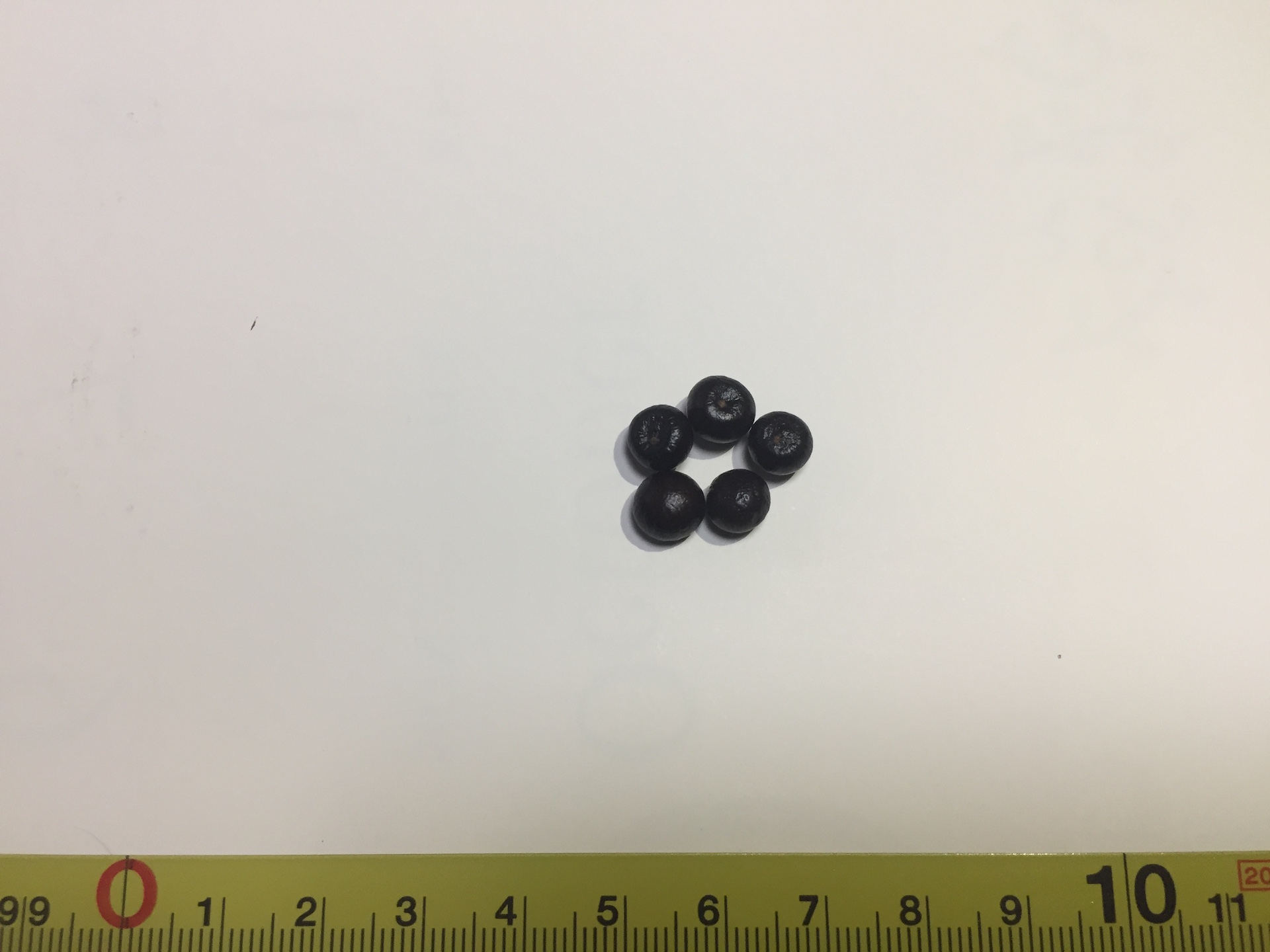 버밍햄야자 씨앗 Sabal Birmingham seed