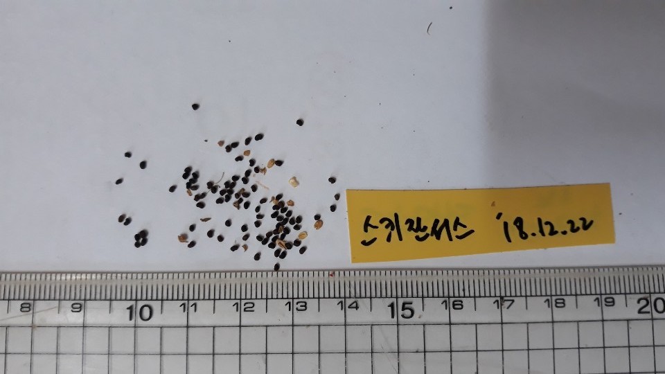 스키잔서스 씨앗 Schizanthus pinnatus seed