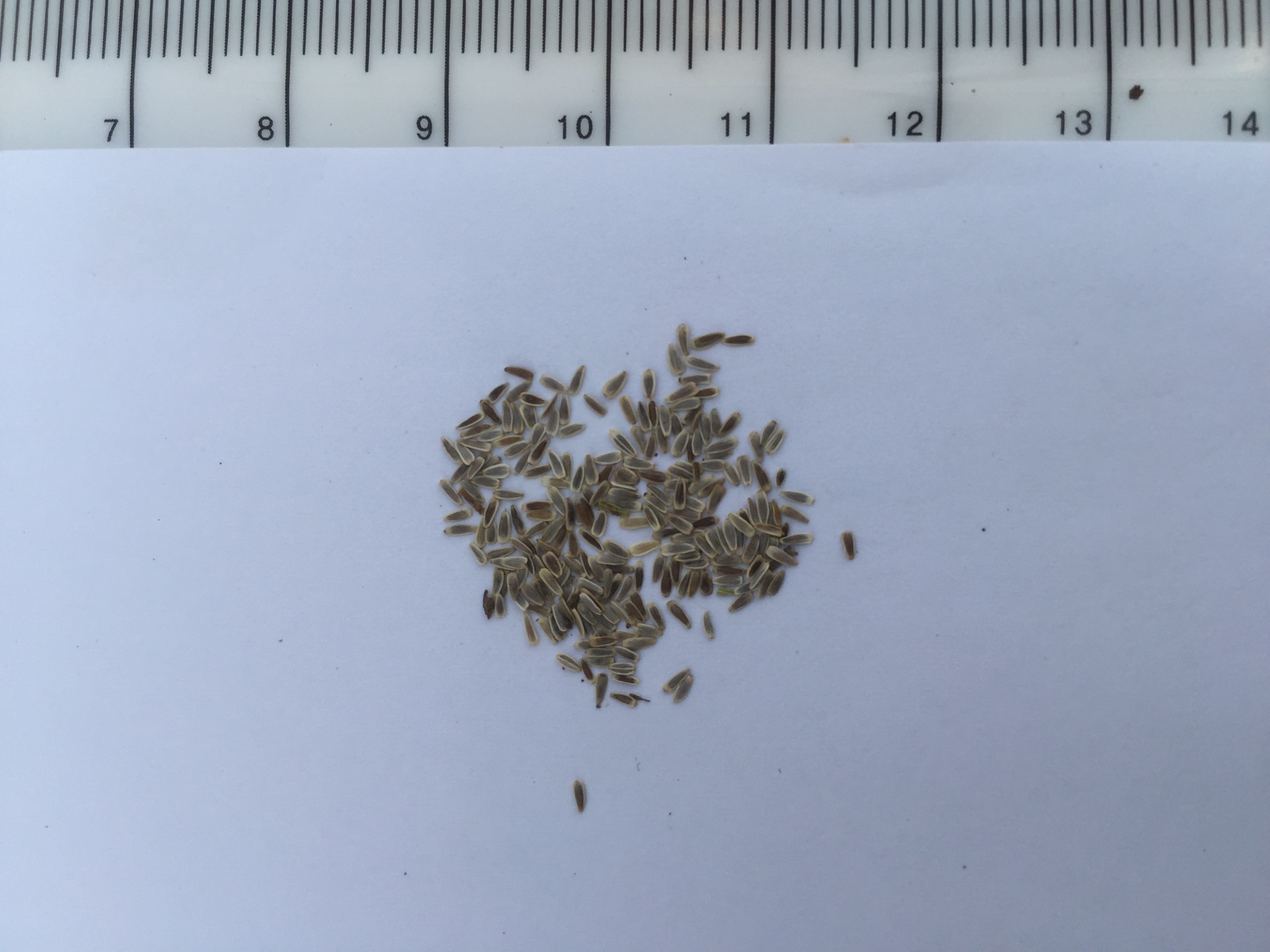 톱풀 씨앗 Achillea alpina L. seed
