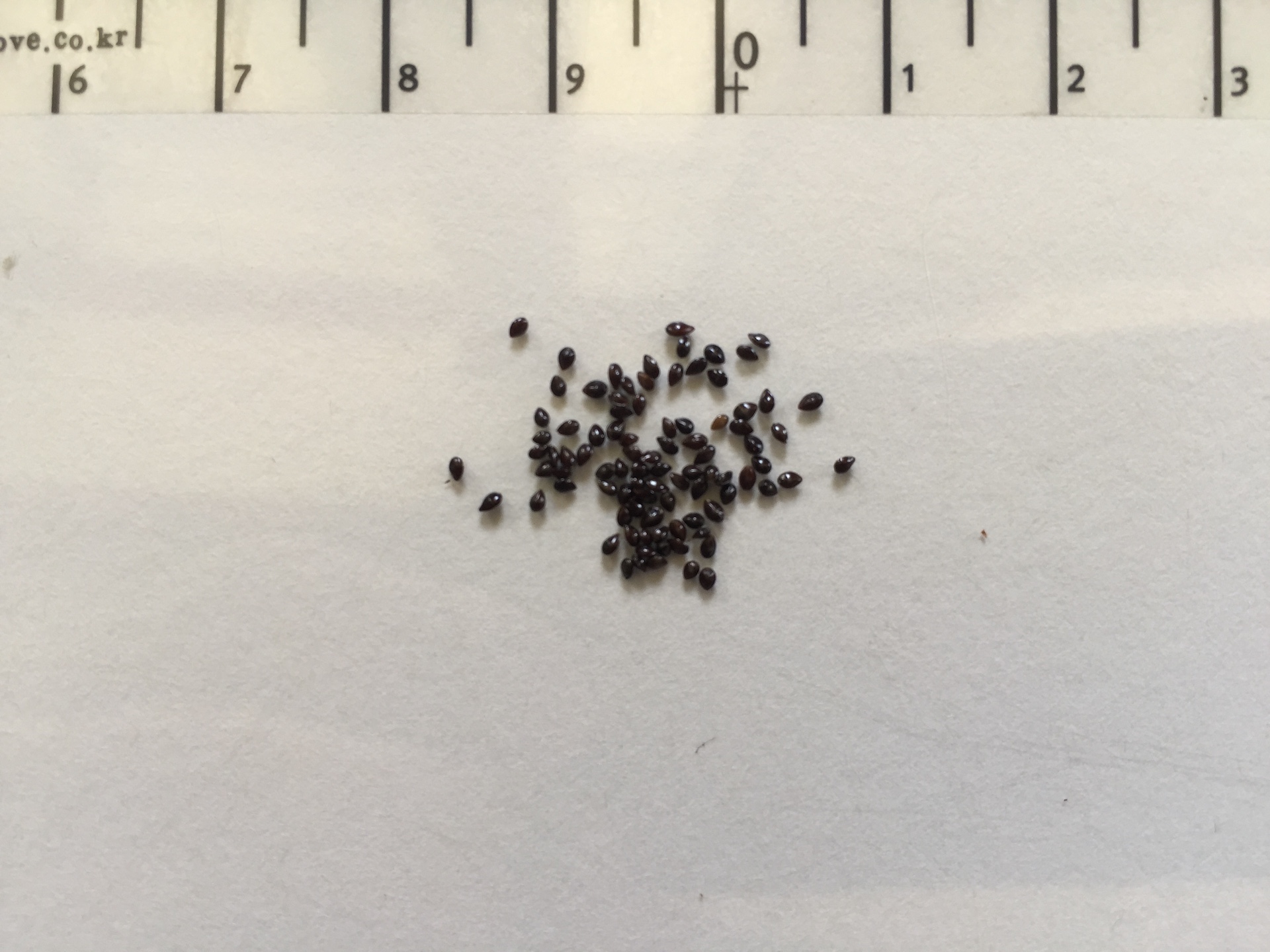 물망초 씨앗 Myosotis scorpioides L. seed