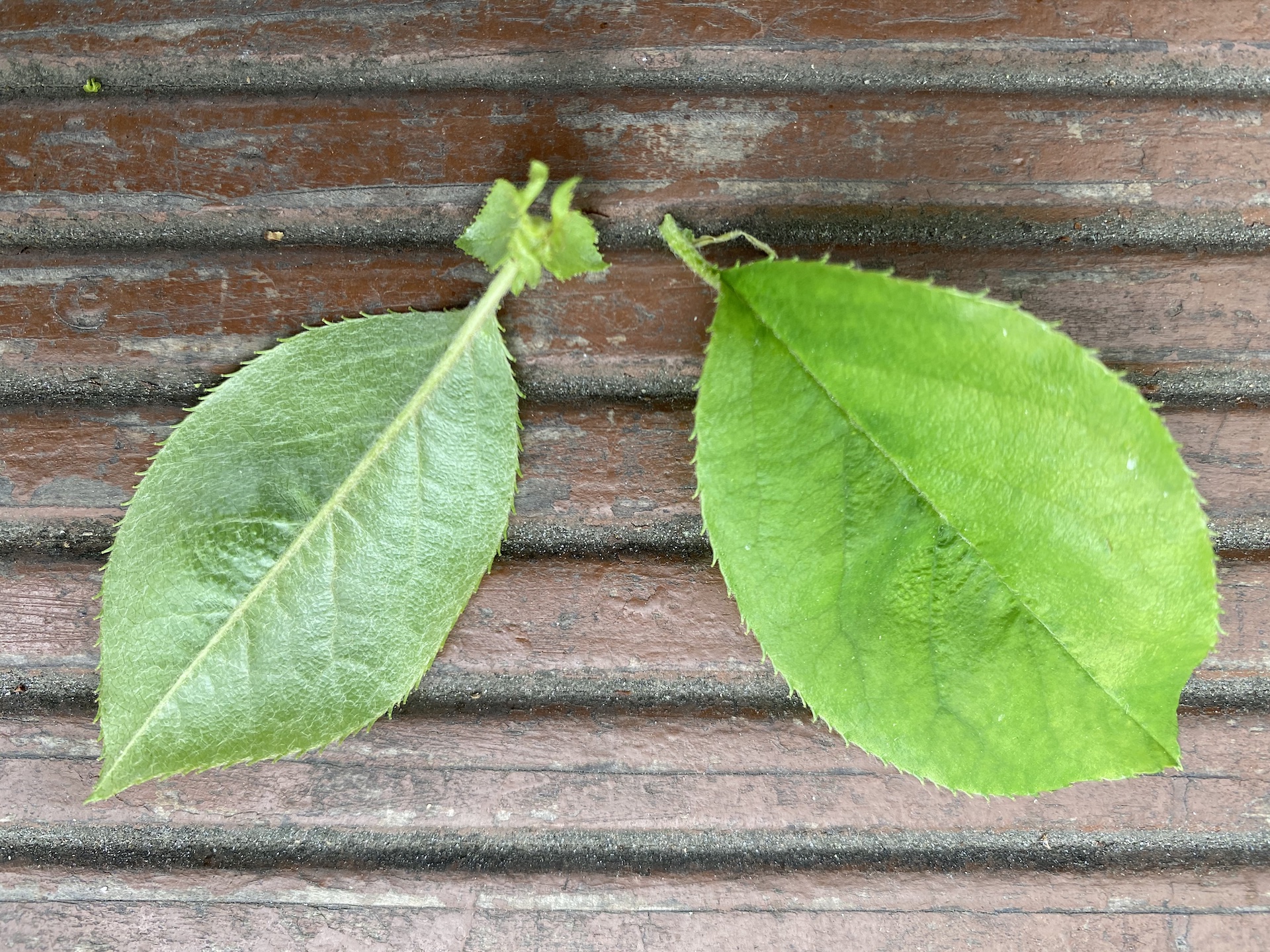 모과나무 잎 Chaenomeles sinensis leaf