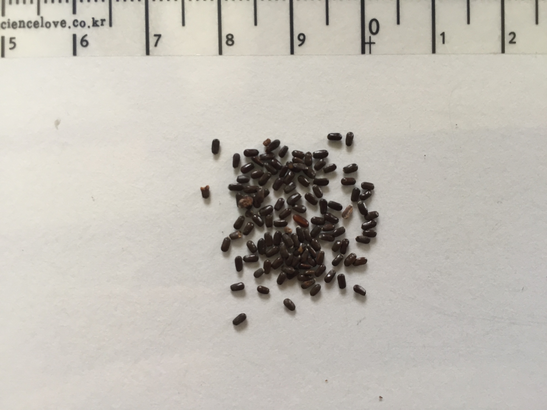 라벤더 씨앗 lavender seed