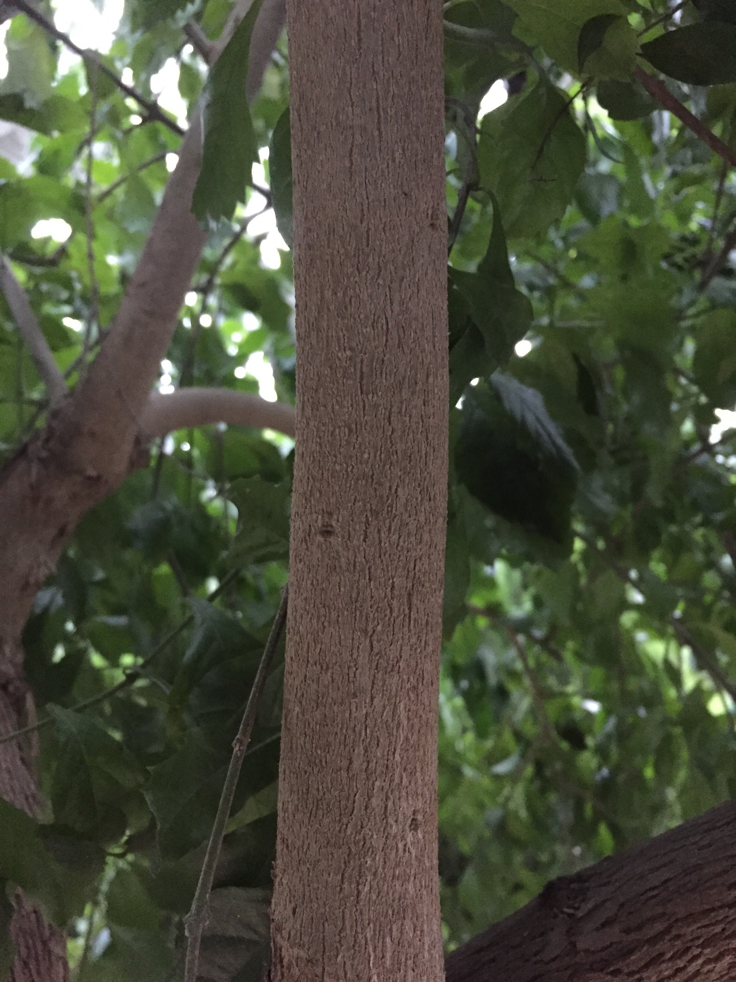 듀란타줄기 Duranta erecta L trunk