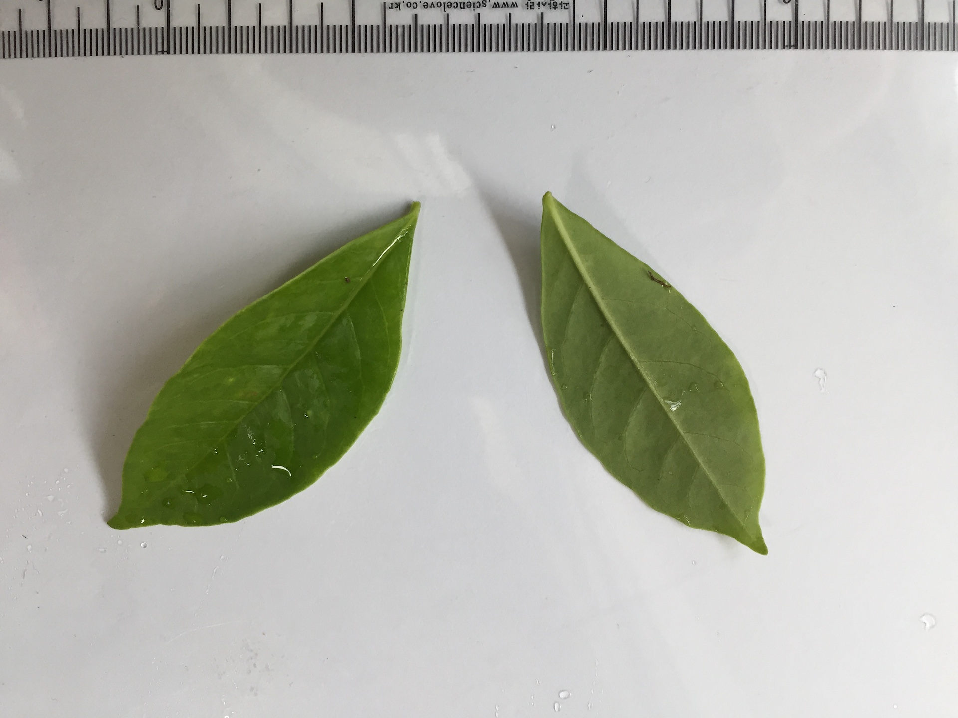 브룬펠시아 잎 Brunfelsia pauciflora leaf