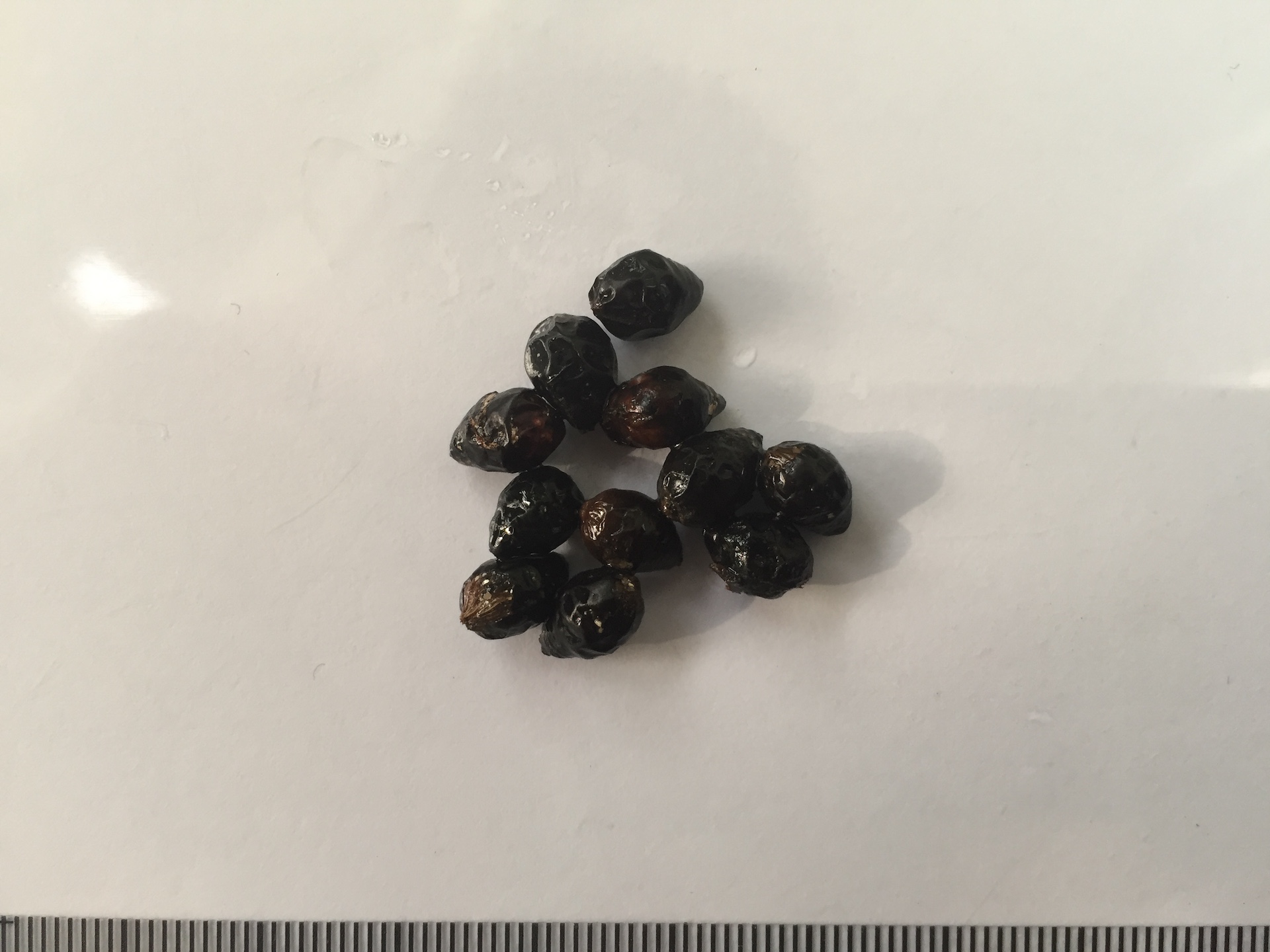 립스틱야자 씨앗 Cyrtostachys renda seed
