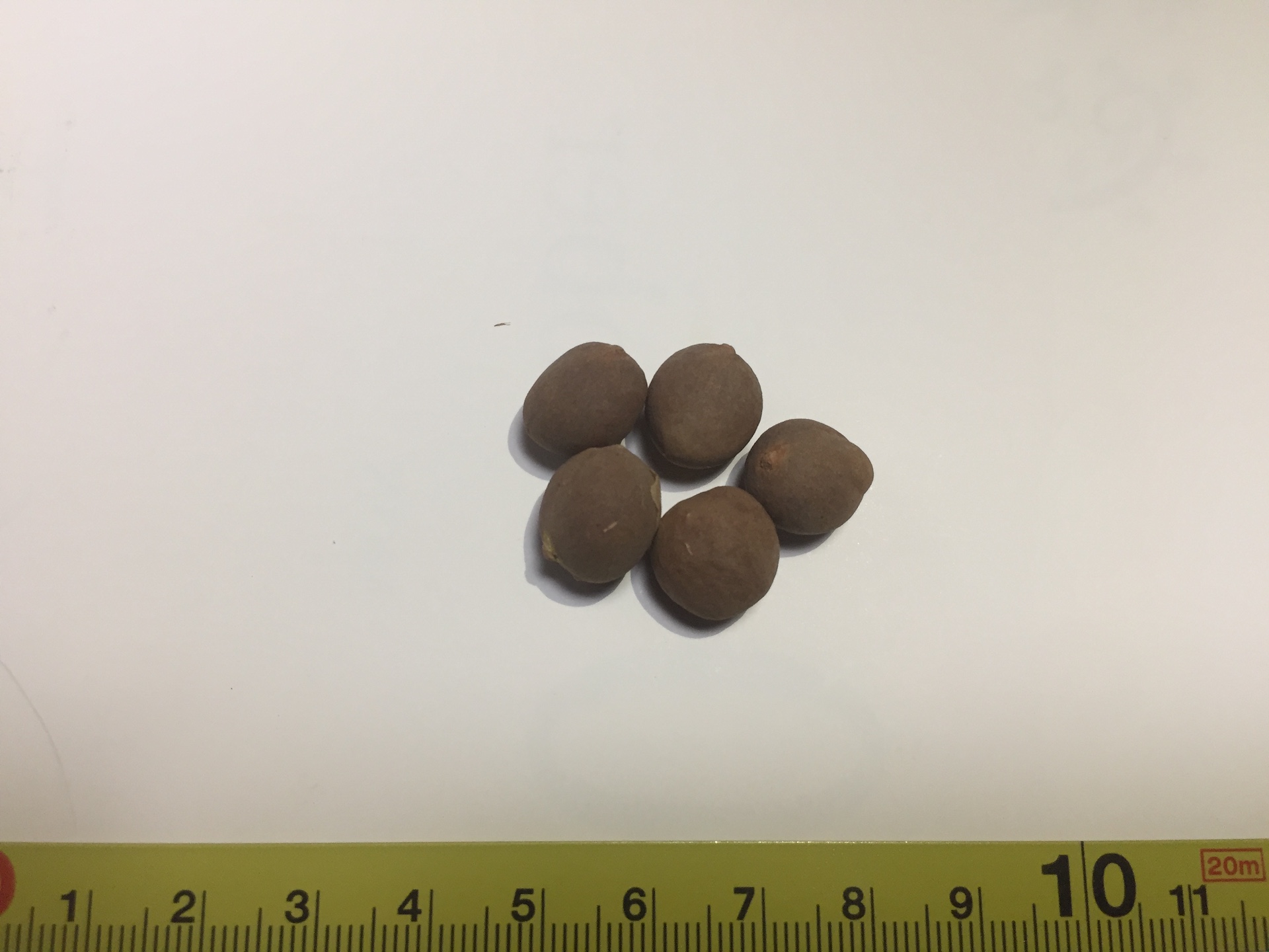 멕시코블루야자 씨앗 Brahea armata seed