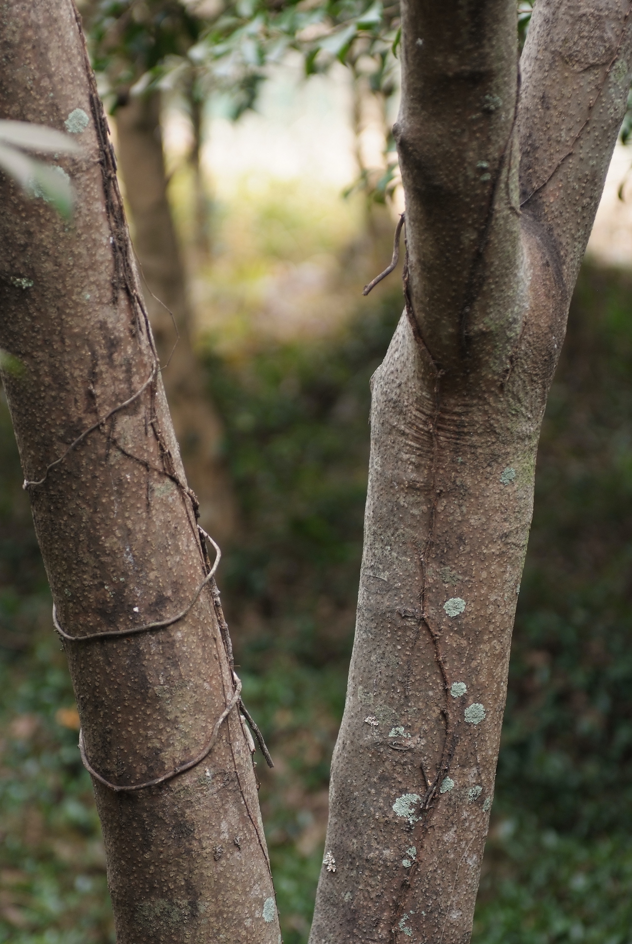 쉬나무줄기 Evodia daniellii Hemsl. trunk