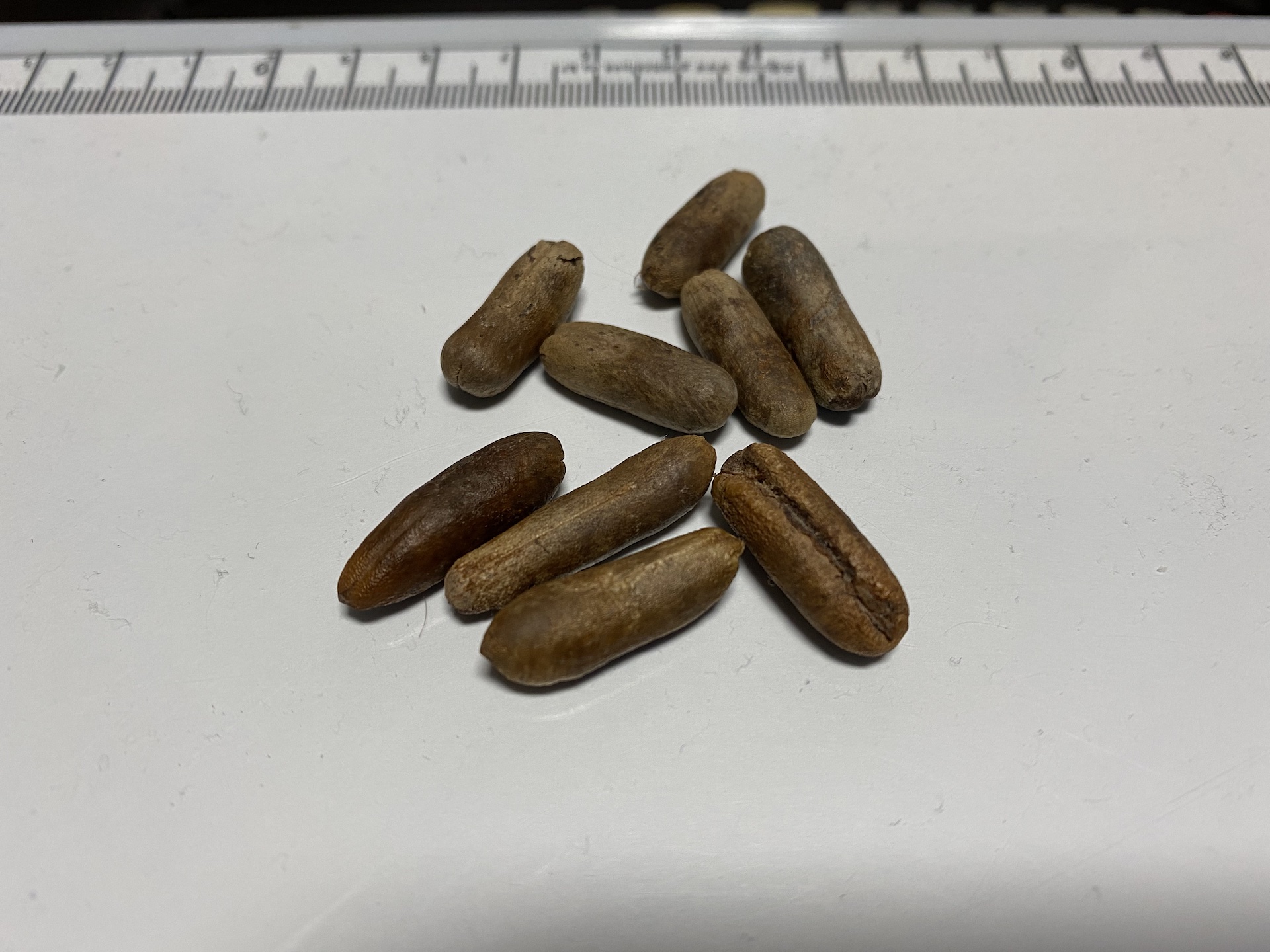 대추야자 씨앗 Phoenix dactylifera seed