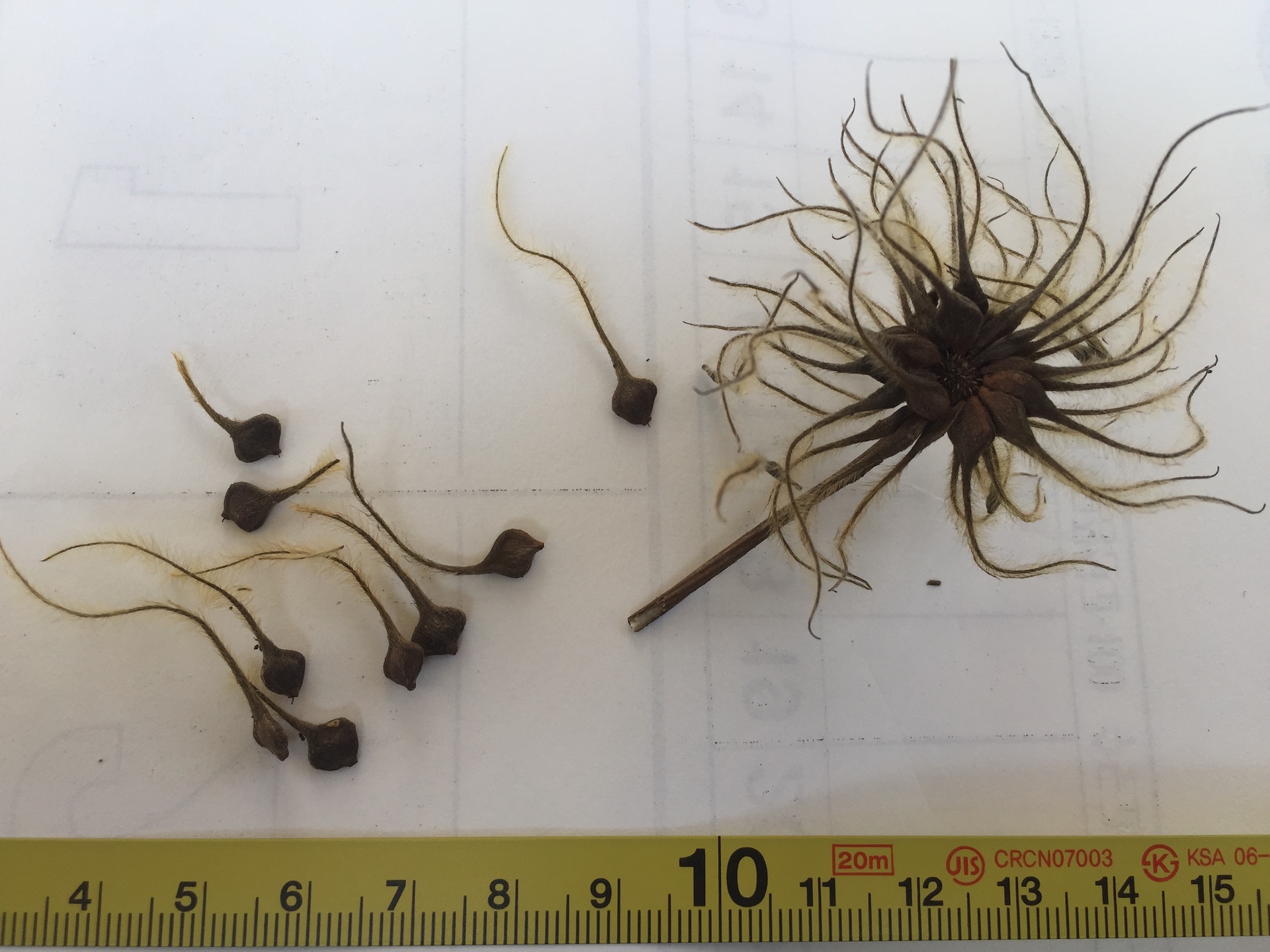 클레마티스 씨앗 Clematis florida seed