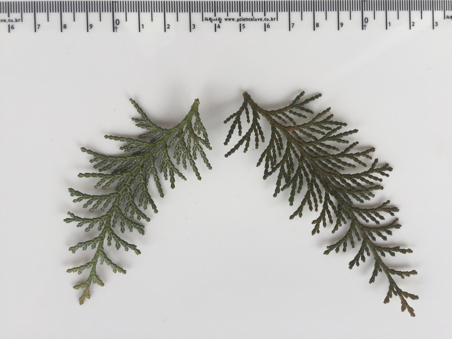 편백 잎 Chamaecyparis obtusa (Siebold & Zucc.) Endl. leaf