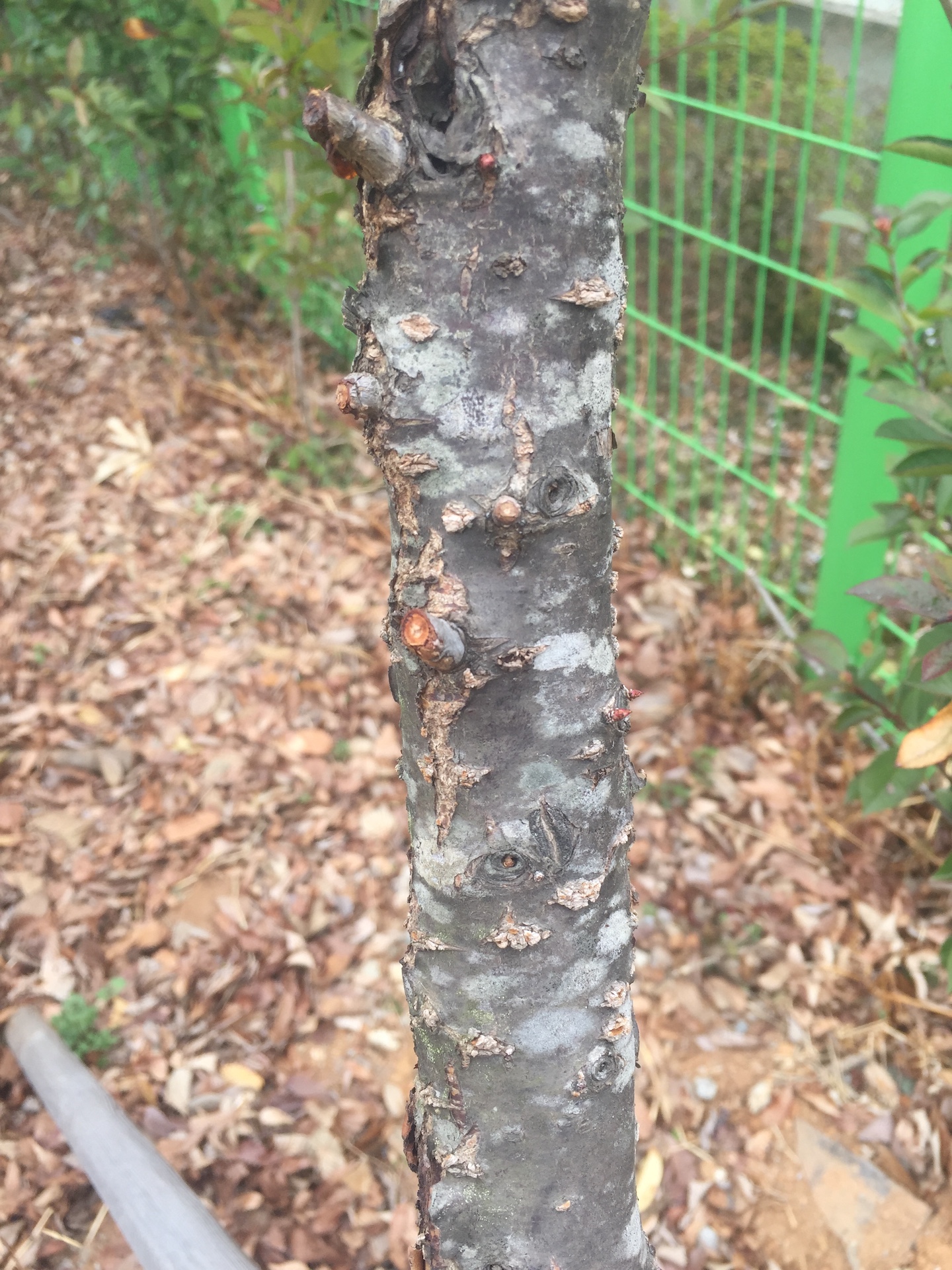 매화줄기 Prunus mume trunk