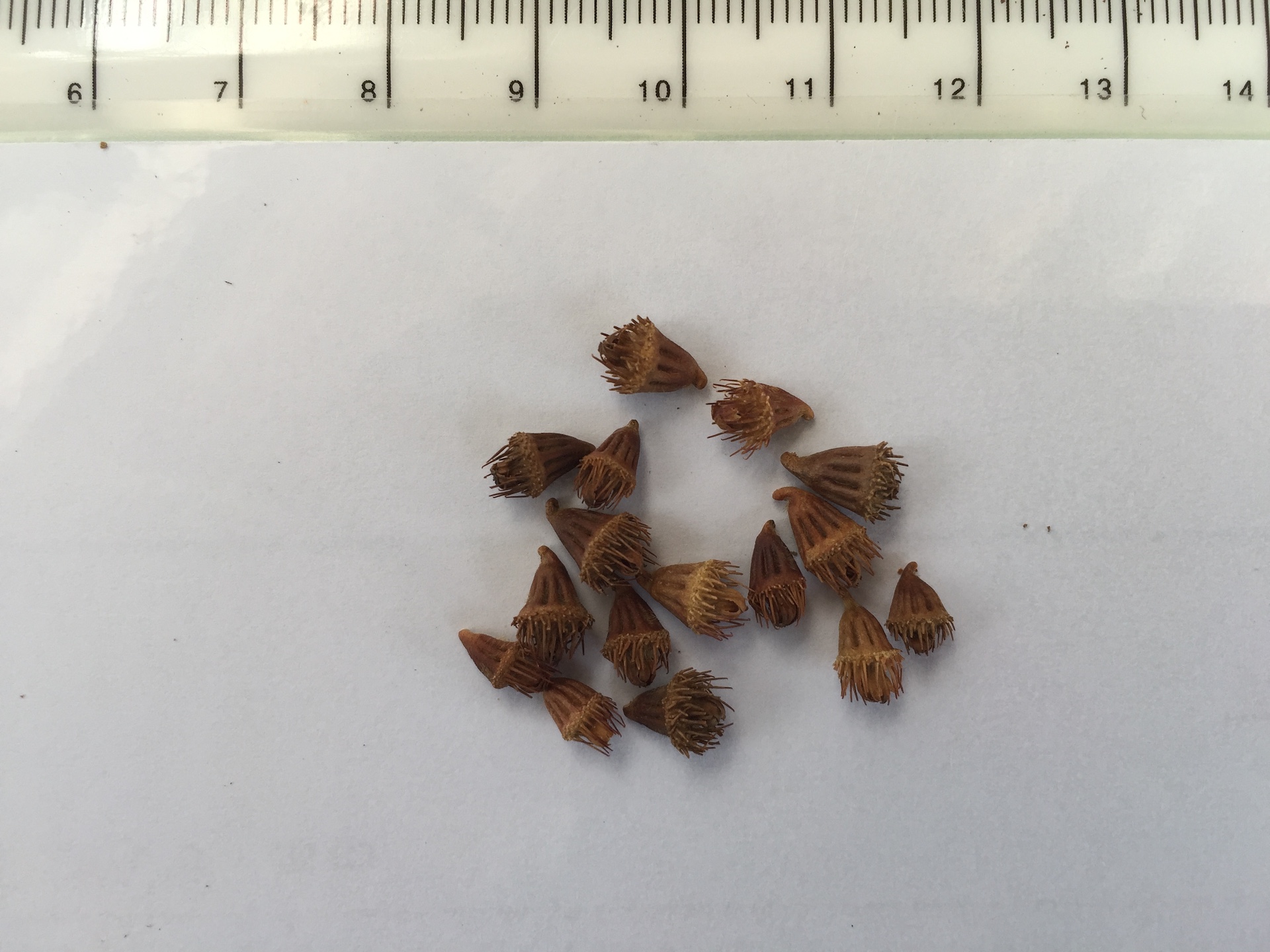 짚신나물 씨앗 Agrimonia pilosa Ledeb. seed