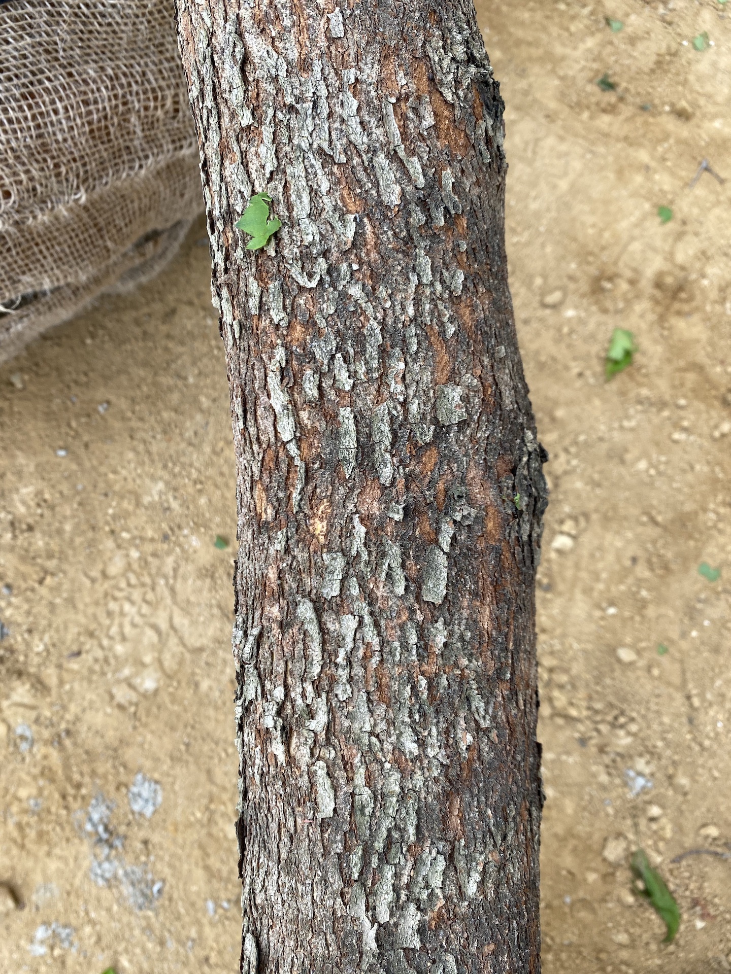 산사나무줄기 Crataegus pinnatifida Bunge for. pinnatifida trunk