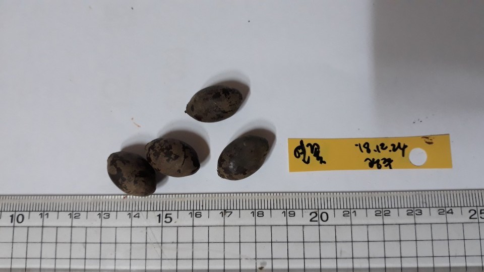 연꽃 씨앗 Nelumbo nucifera seed