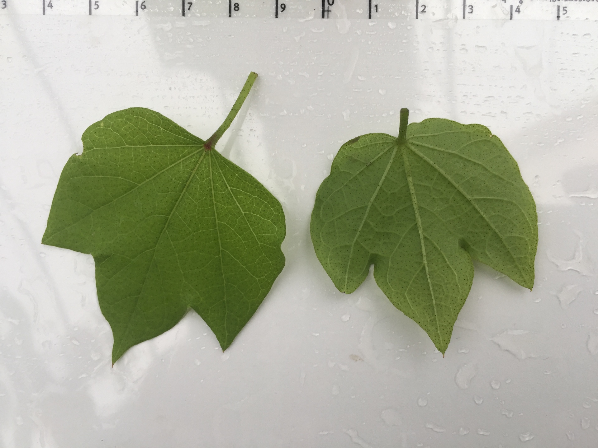 목화 잎 Gossypium indicum Lam. leaf