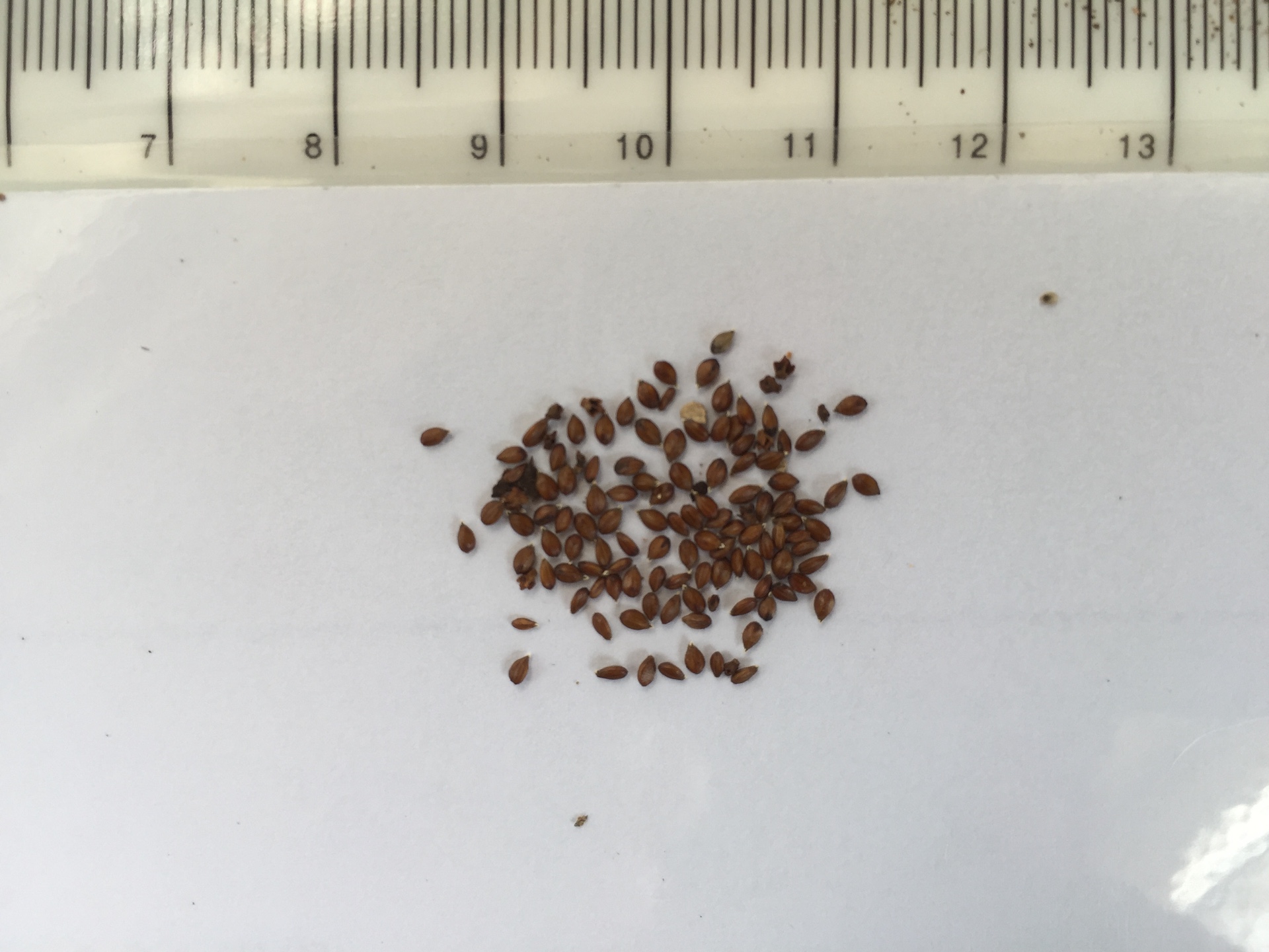 흰꿀풀 씨앗 Prunella vulgaris for. albiflora Nakai seed