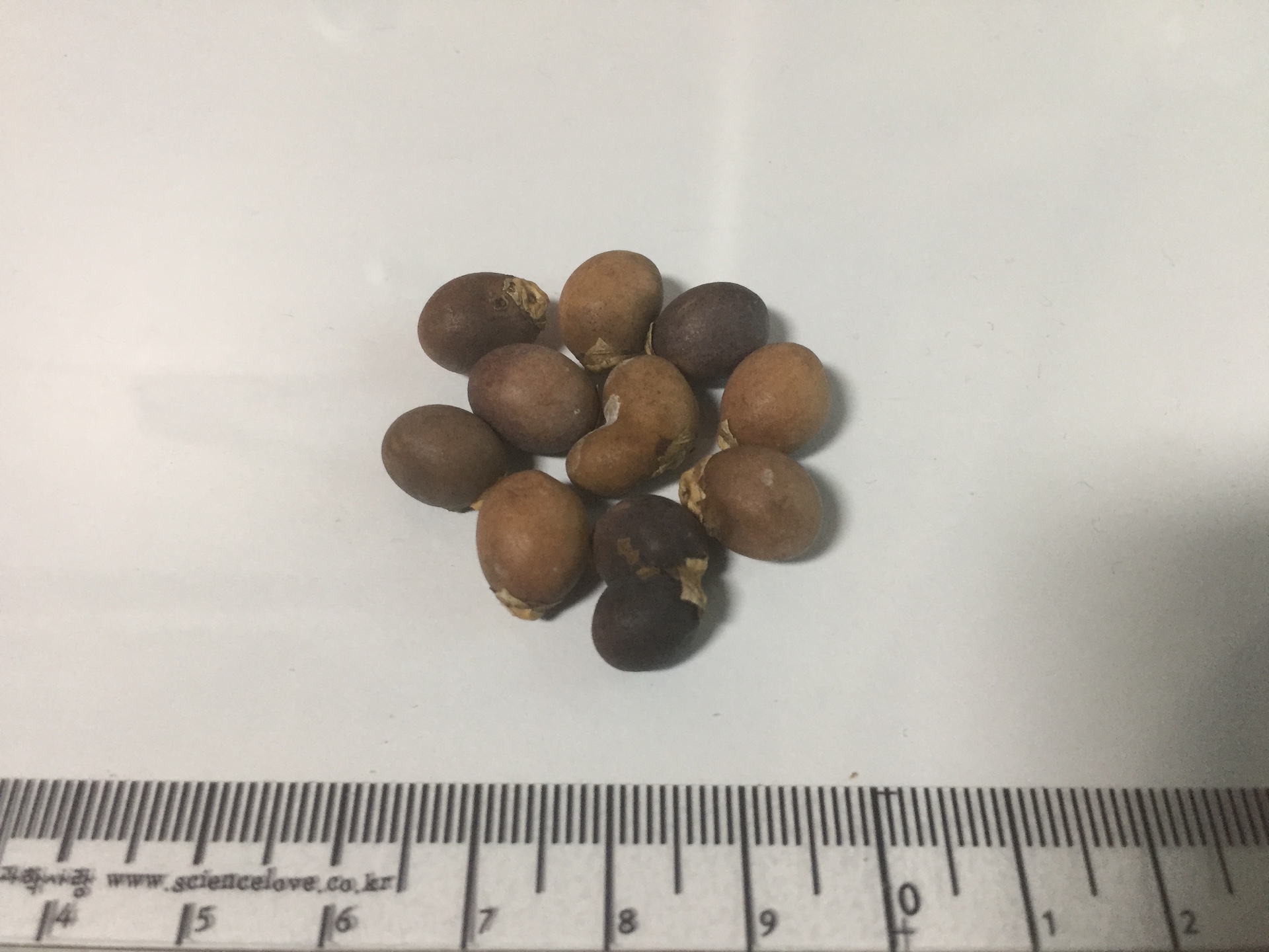 대왕야자 씨앗 Roystonea regia seed