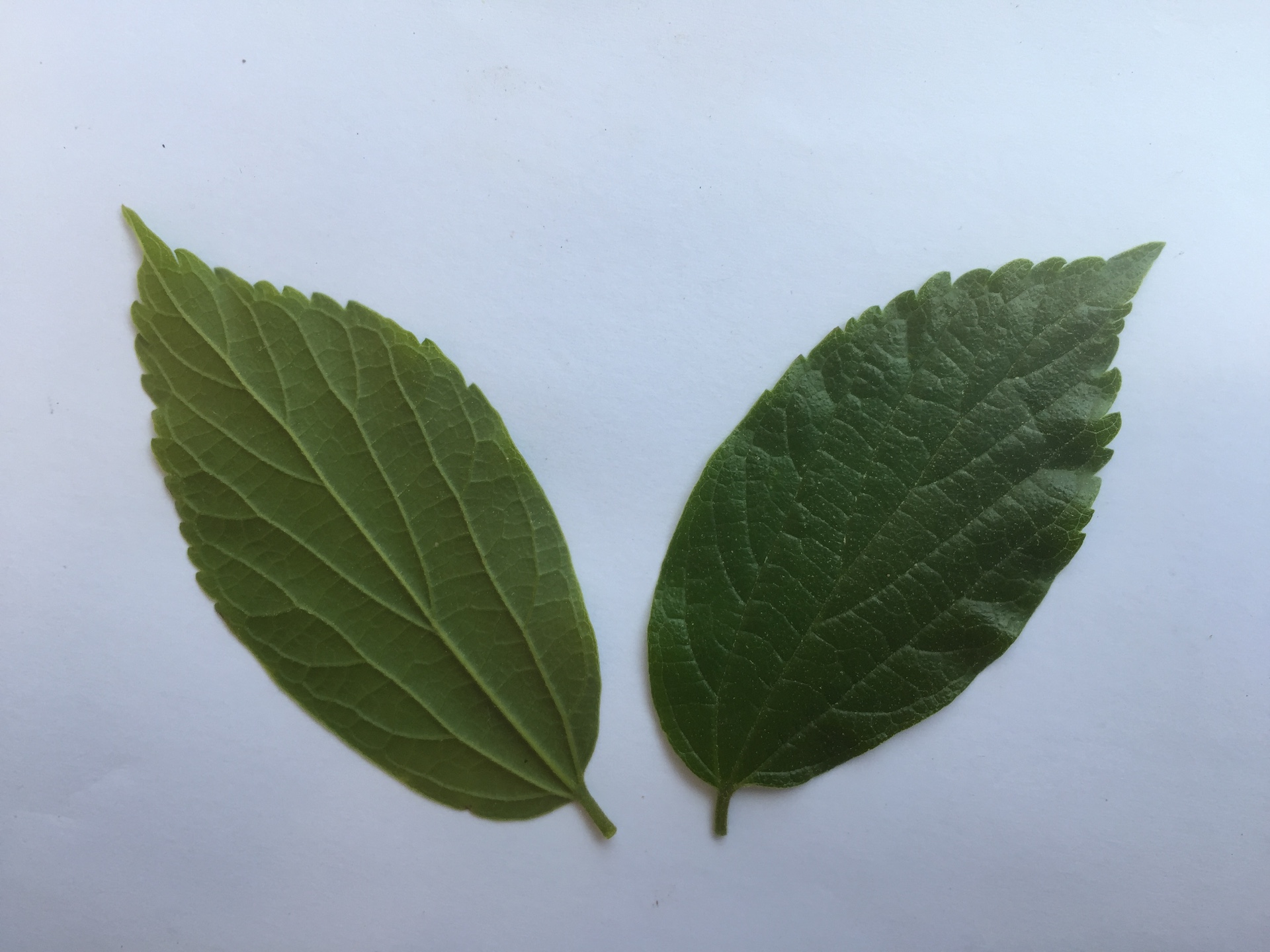 팽나무 잎 Celtis sinensis Pers. leaf