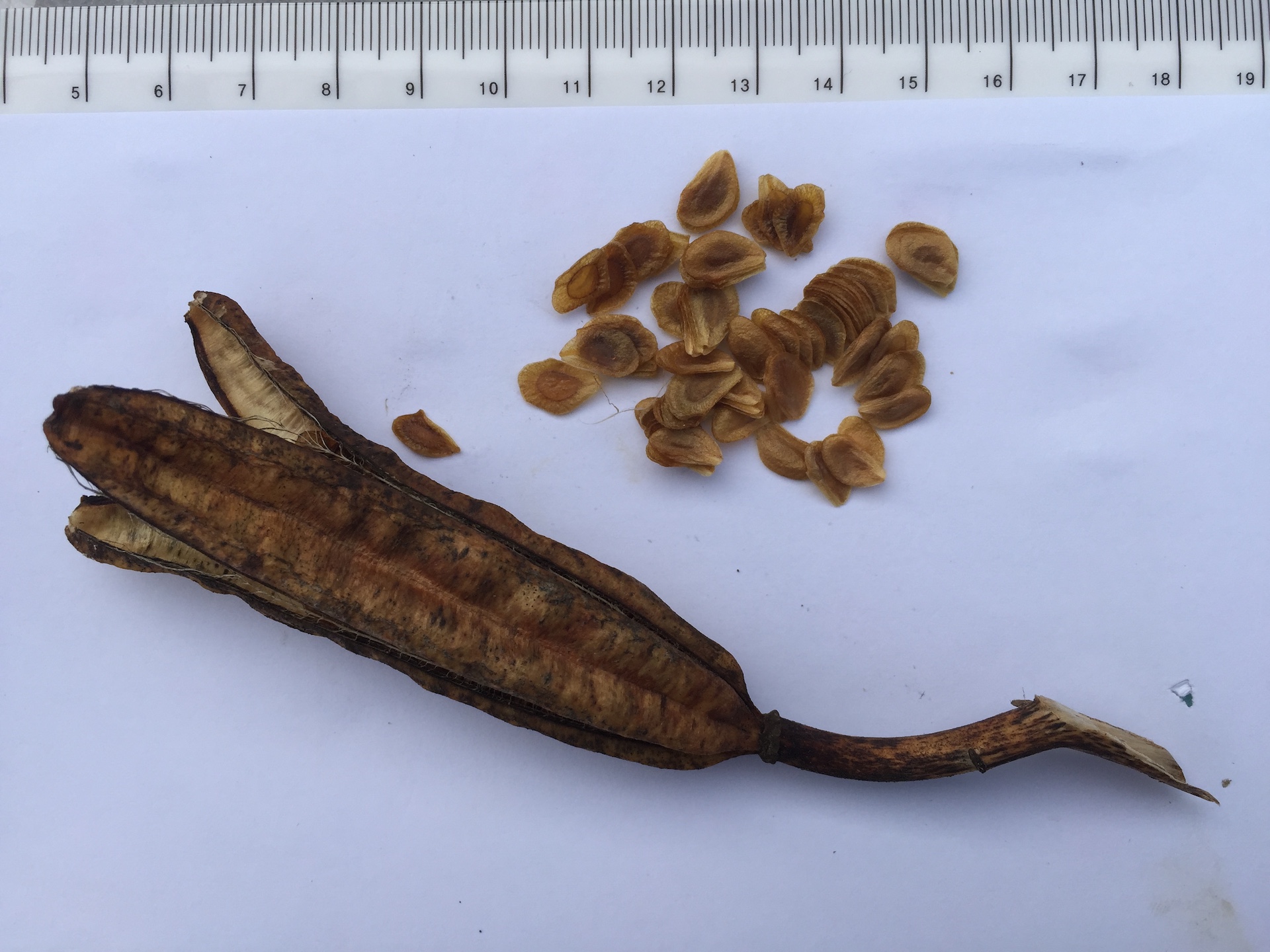 대만나리 씨앗 Lilium formosanum seed