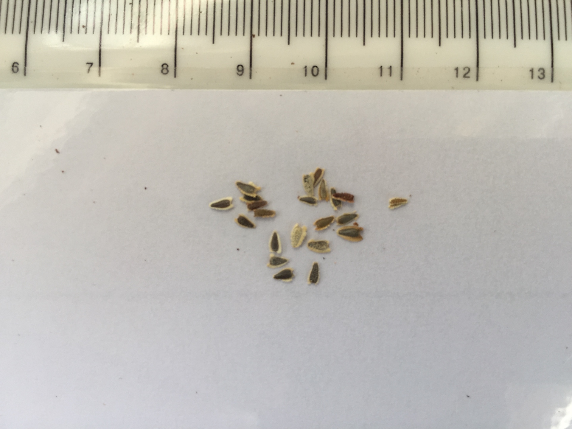 덩굴백일홍 씨앗 Sanvitalia procumbens seed