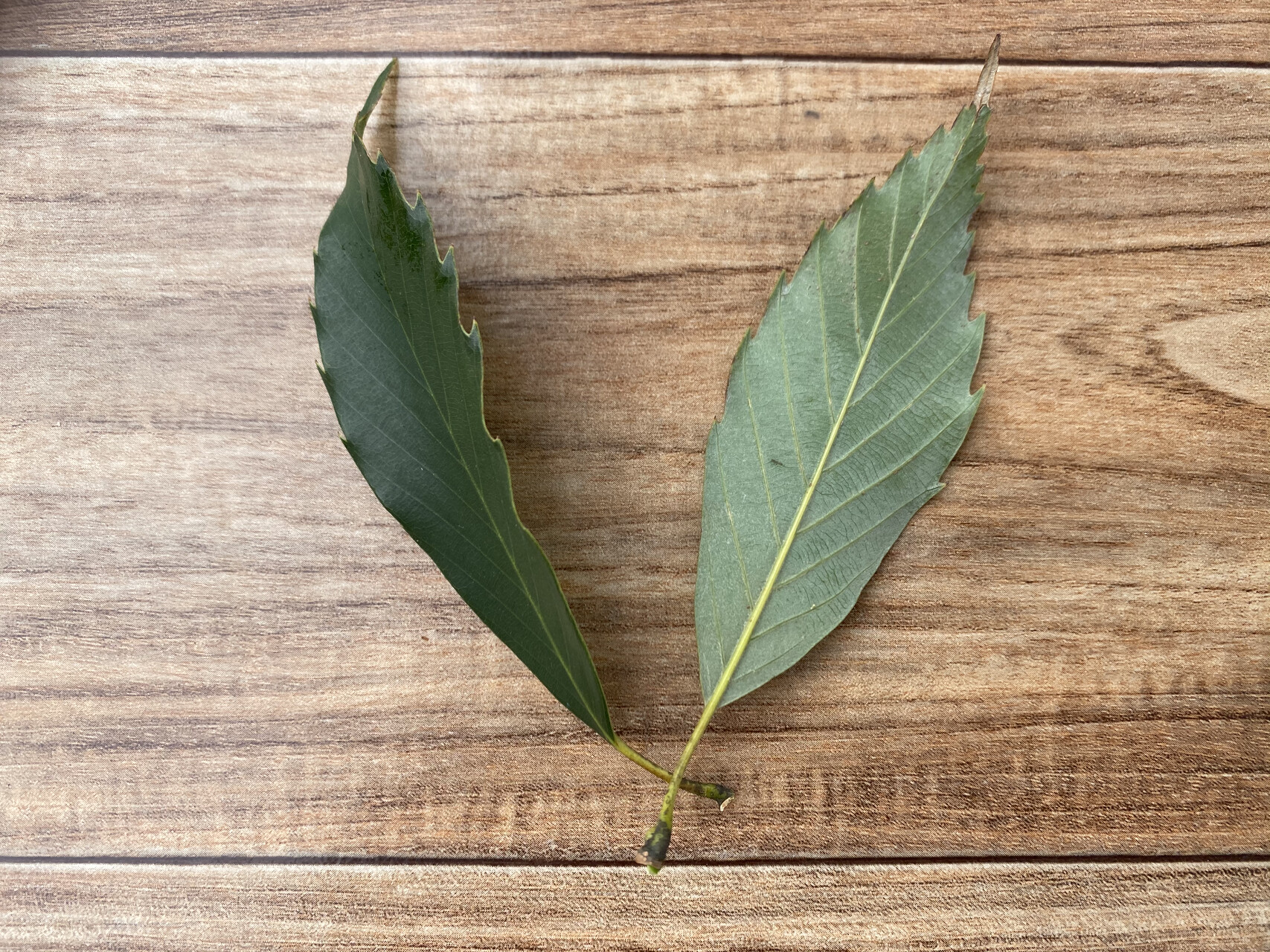 가시나무 잎 Quercus myrsinaefolia Blume leaf
