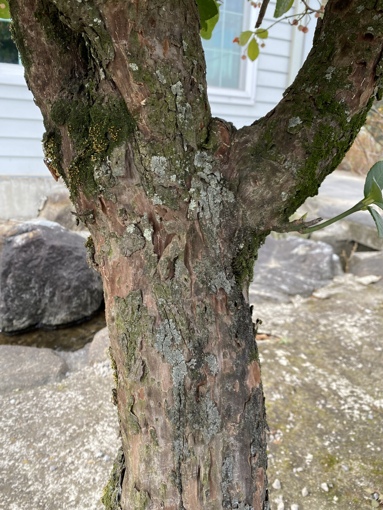 사철나무줄기 Euonymus japonicus Thunb. trunk