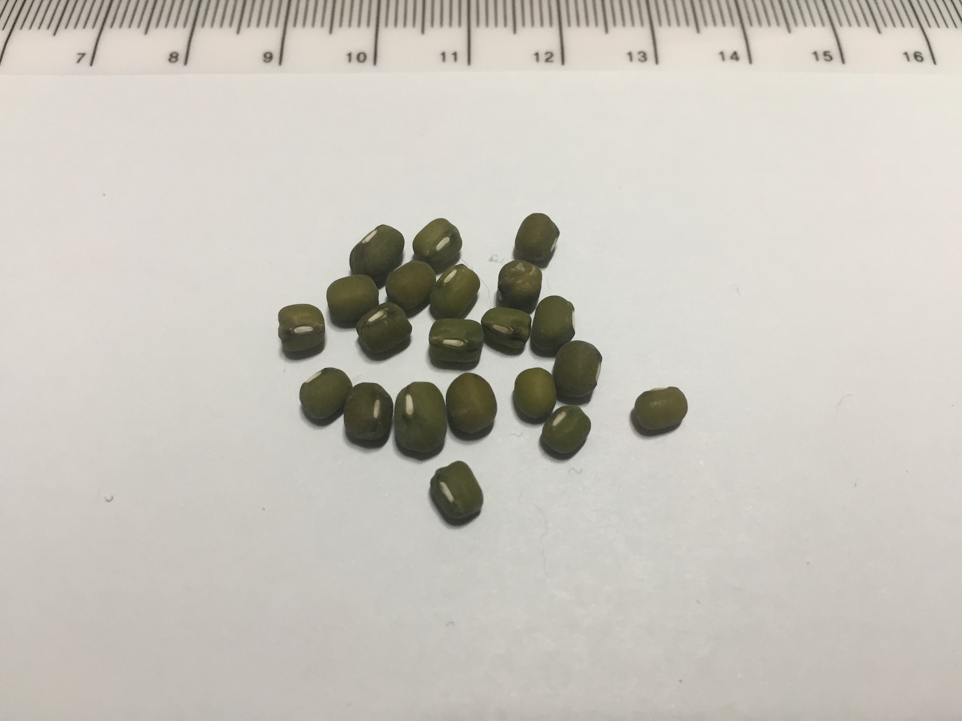 녹두 씨앗 Vigna radiata (L.) R. Wilczek seed