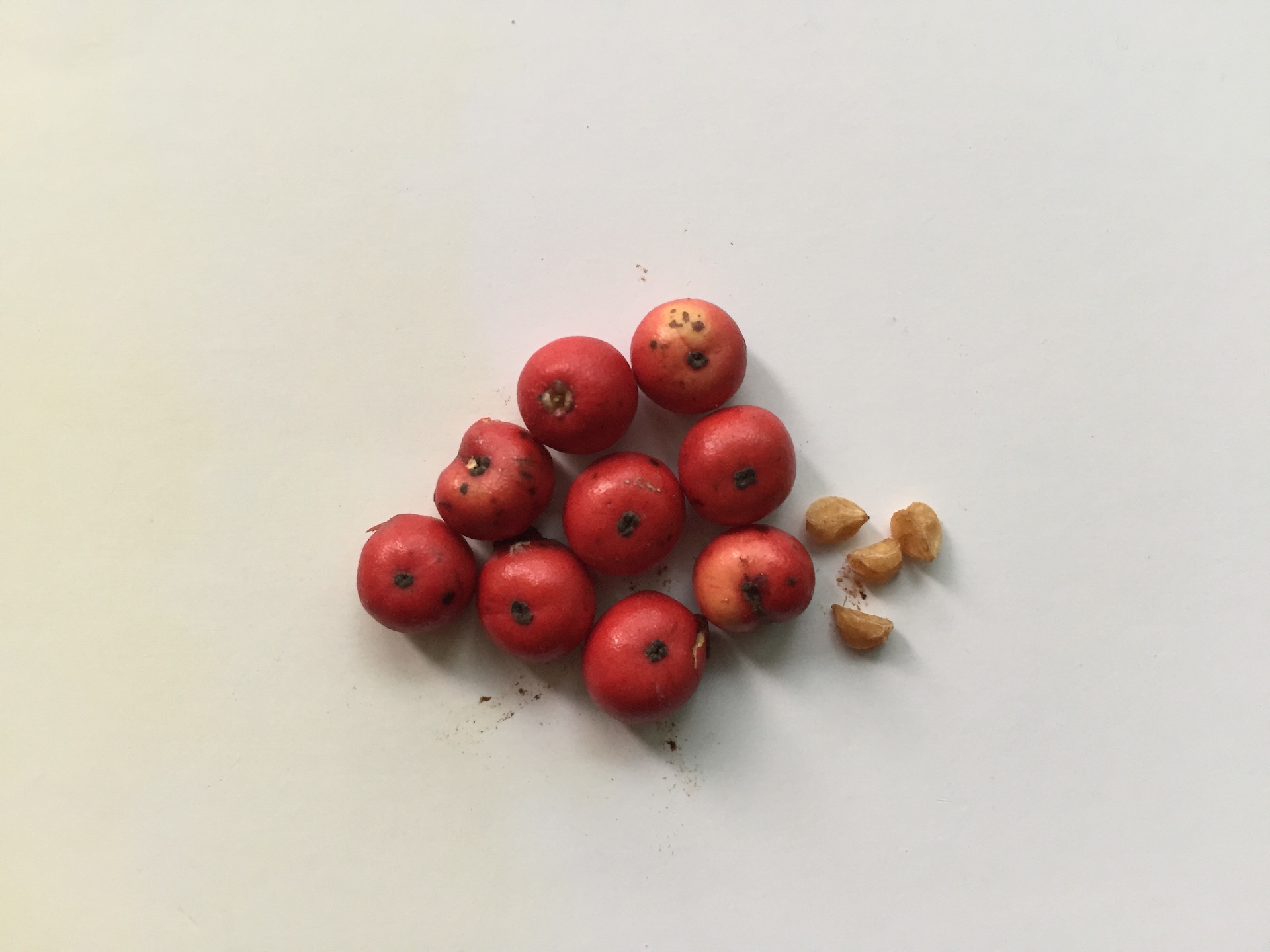 호랑가시나무 씨앗 Ilex cornuta Lindl. & Paxton seed