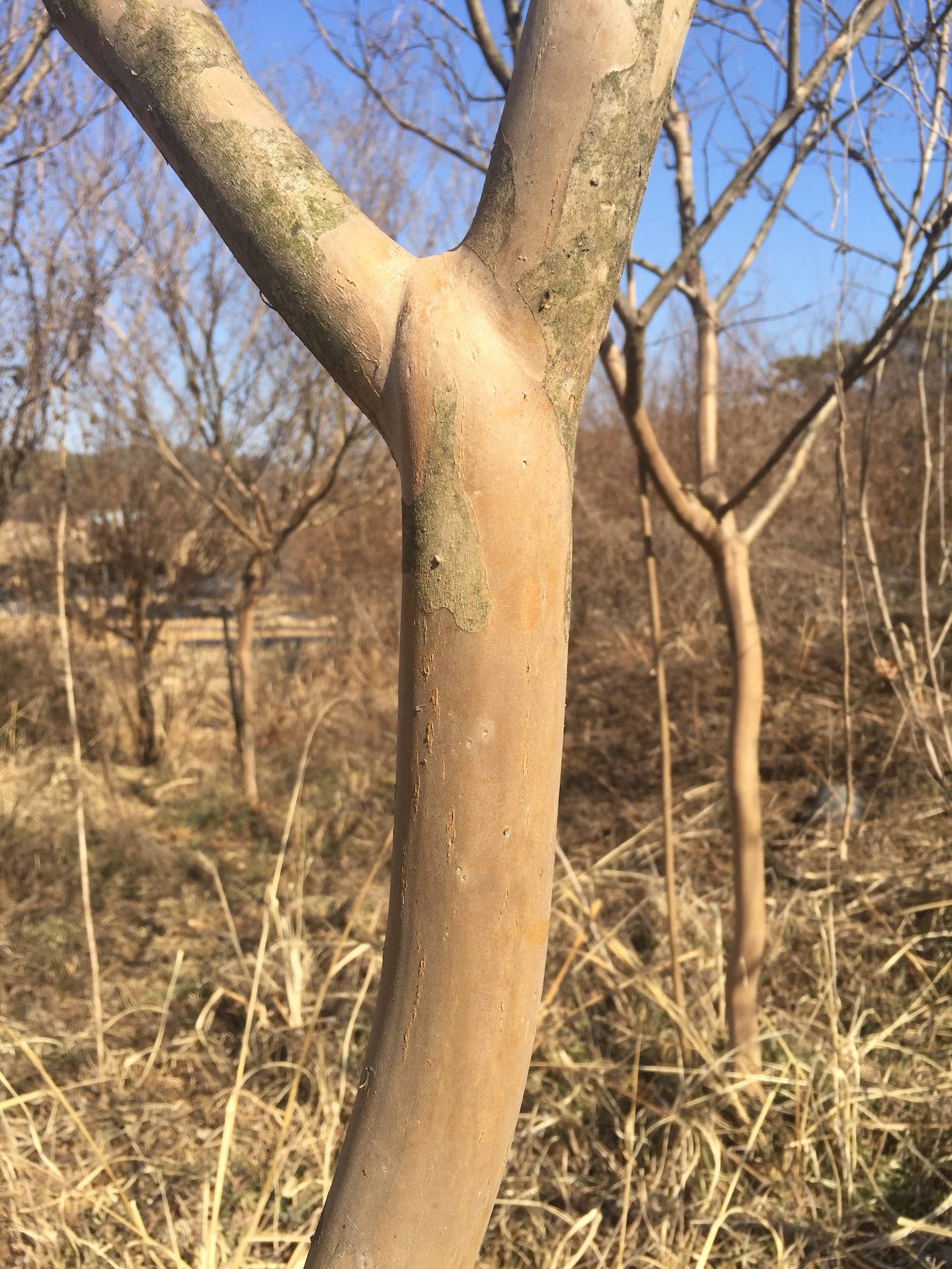 배롱나무줄기 Lagerstroemia indica trunk