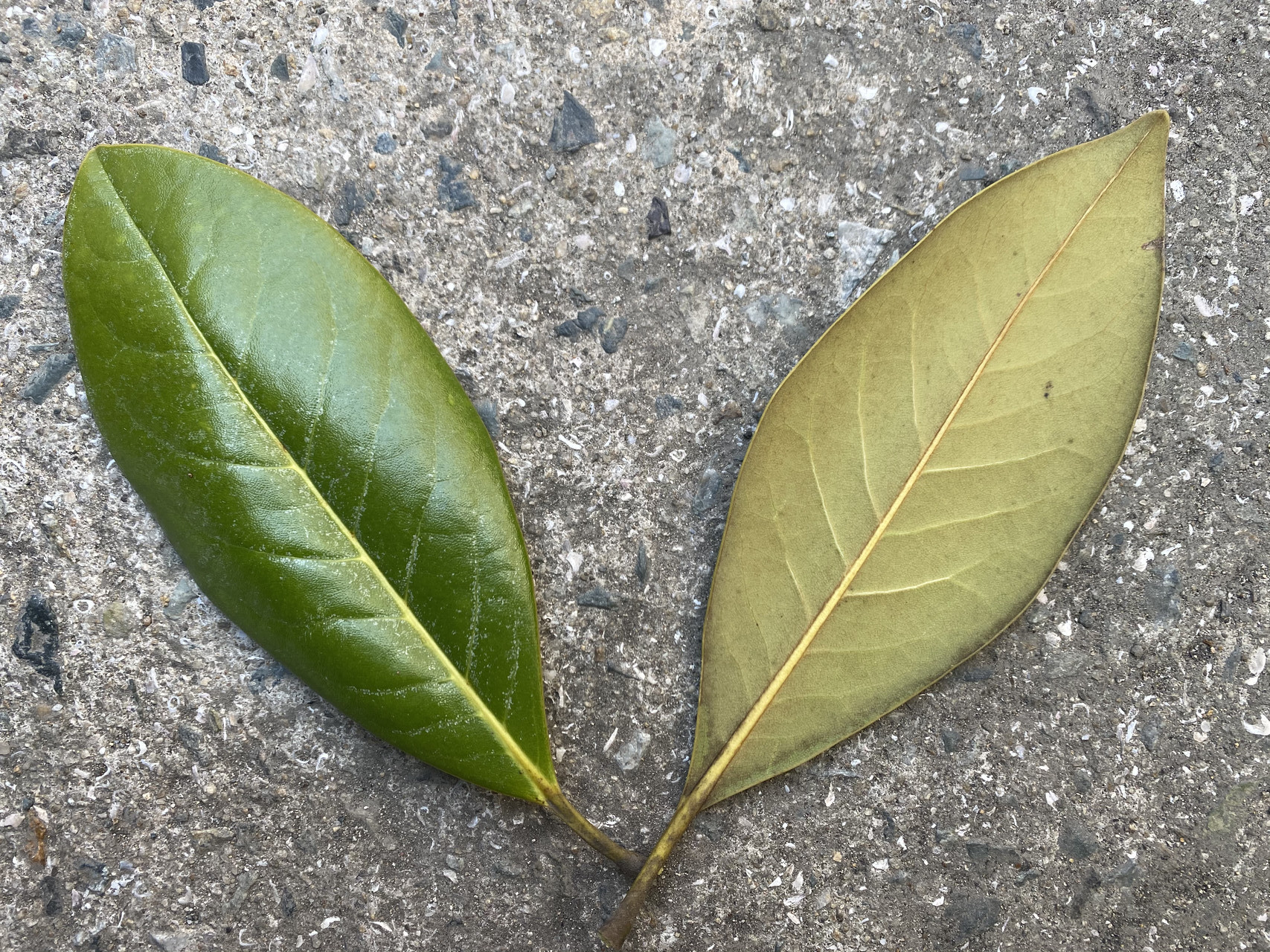 태산목 잎 Magnolia grandiflora L. leaf