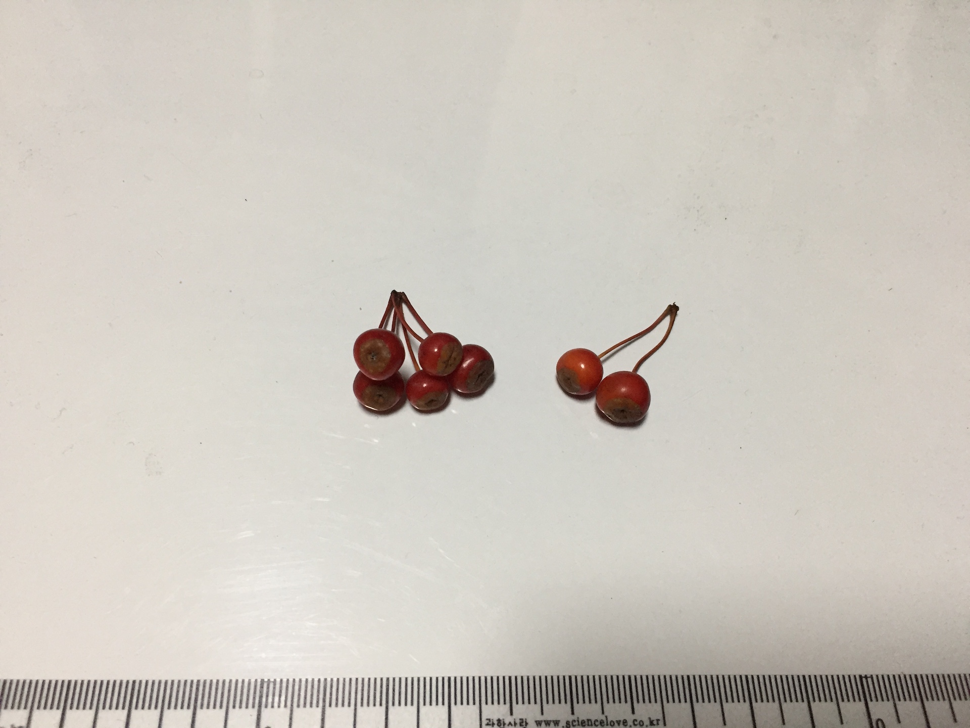 팥배나무 씨앗 Sorbus alnifolia (Siebold & Zucc.) K.Koch seed