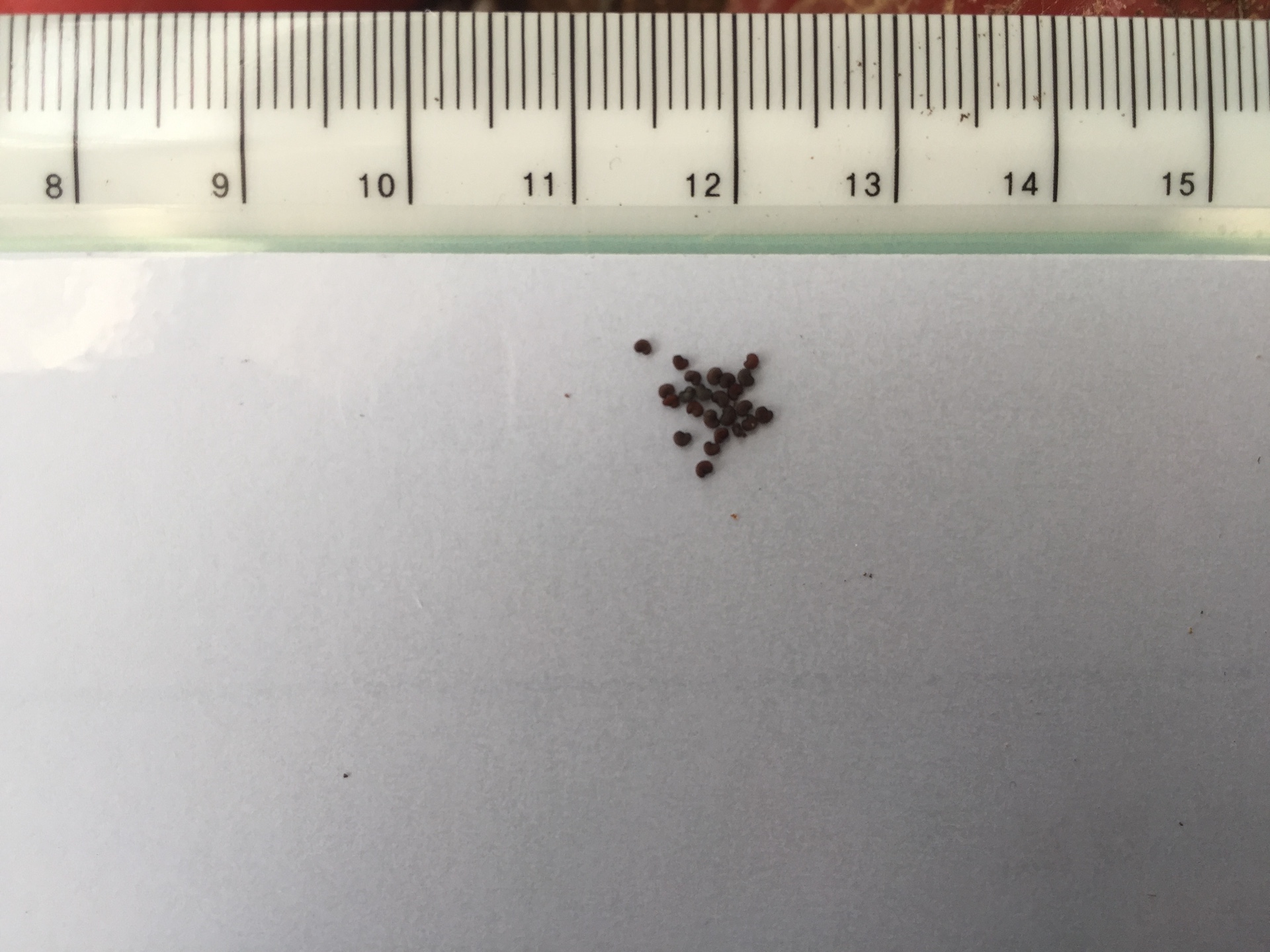 칼케도니아 동자꽃 씨앗 Lychnis chalcedonica seed