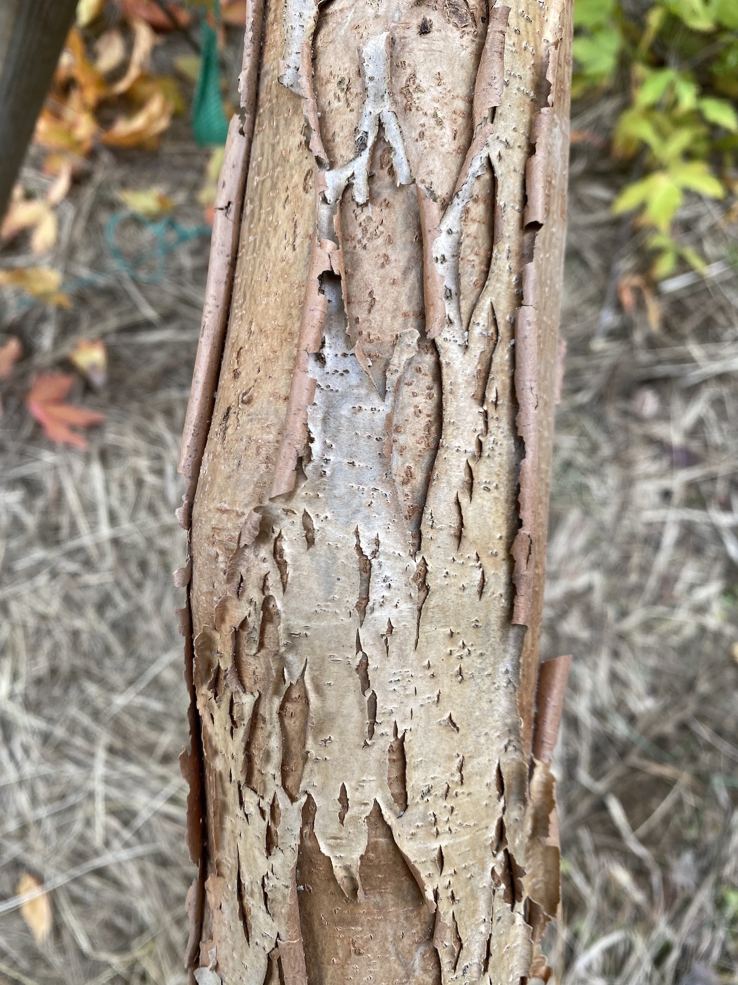 복자기줄기 Acer triflorum Kom. trunk