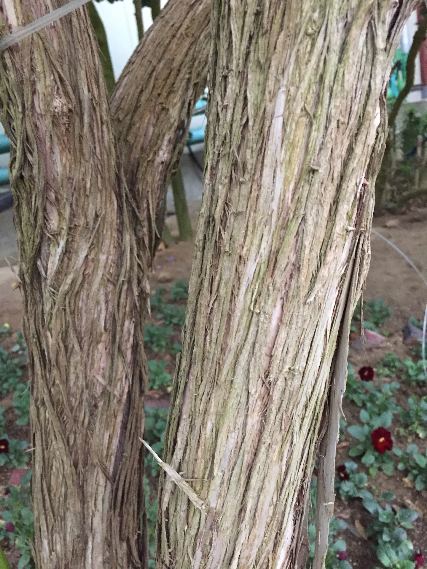 병솔나무줄기 Callistemon lanceolatus trunk