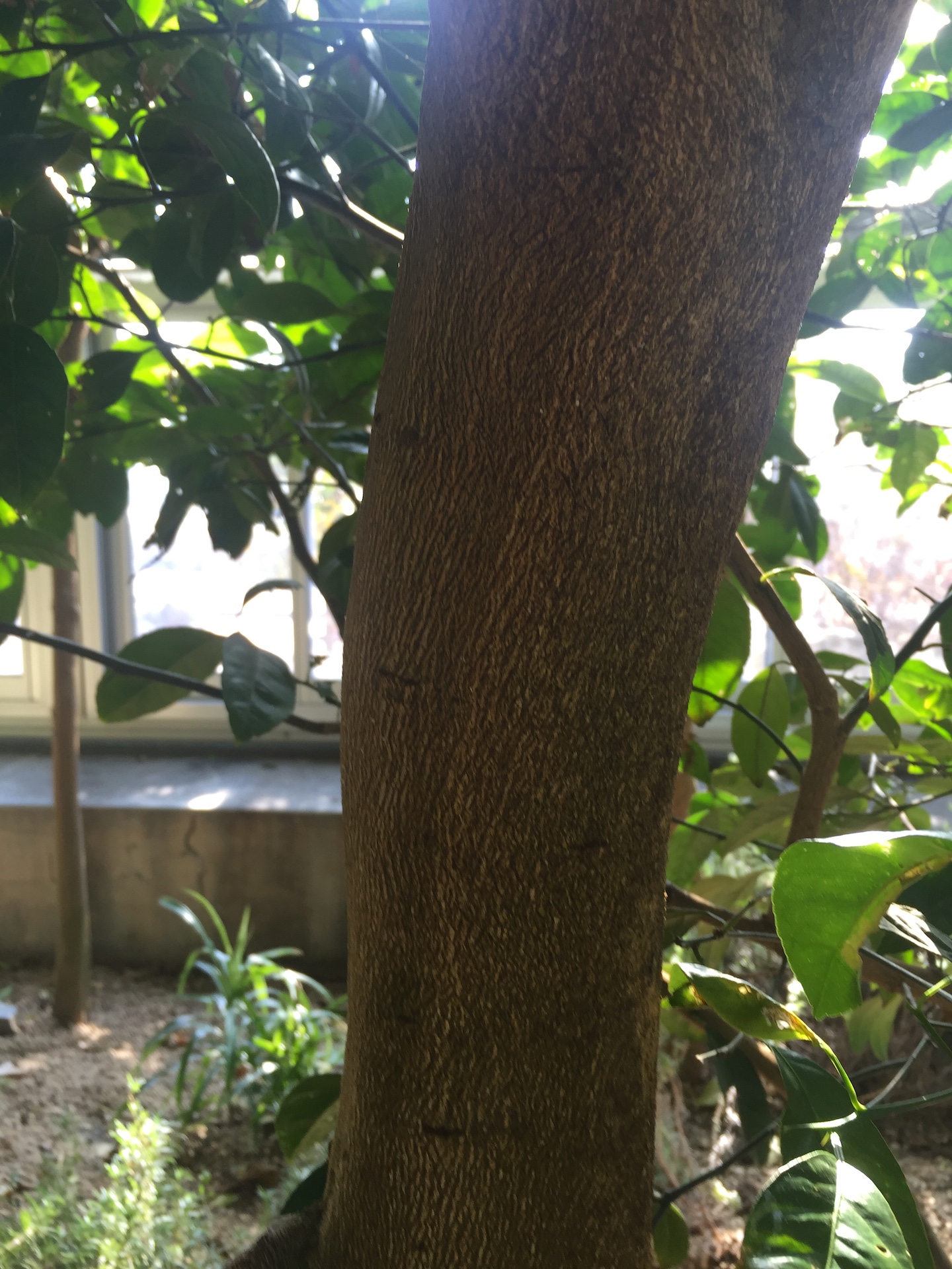 레몬줄기 Citrus limon trunk