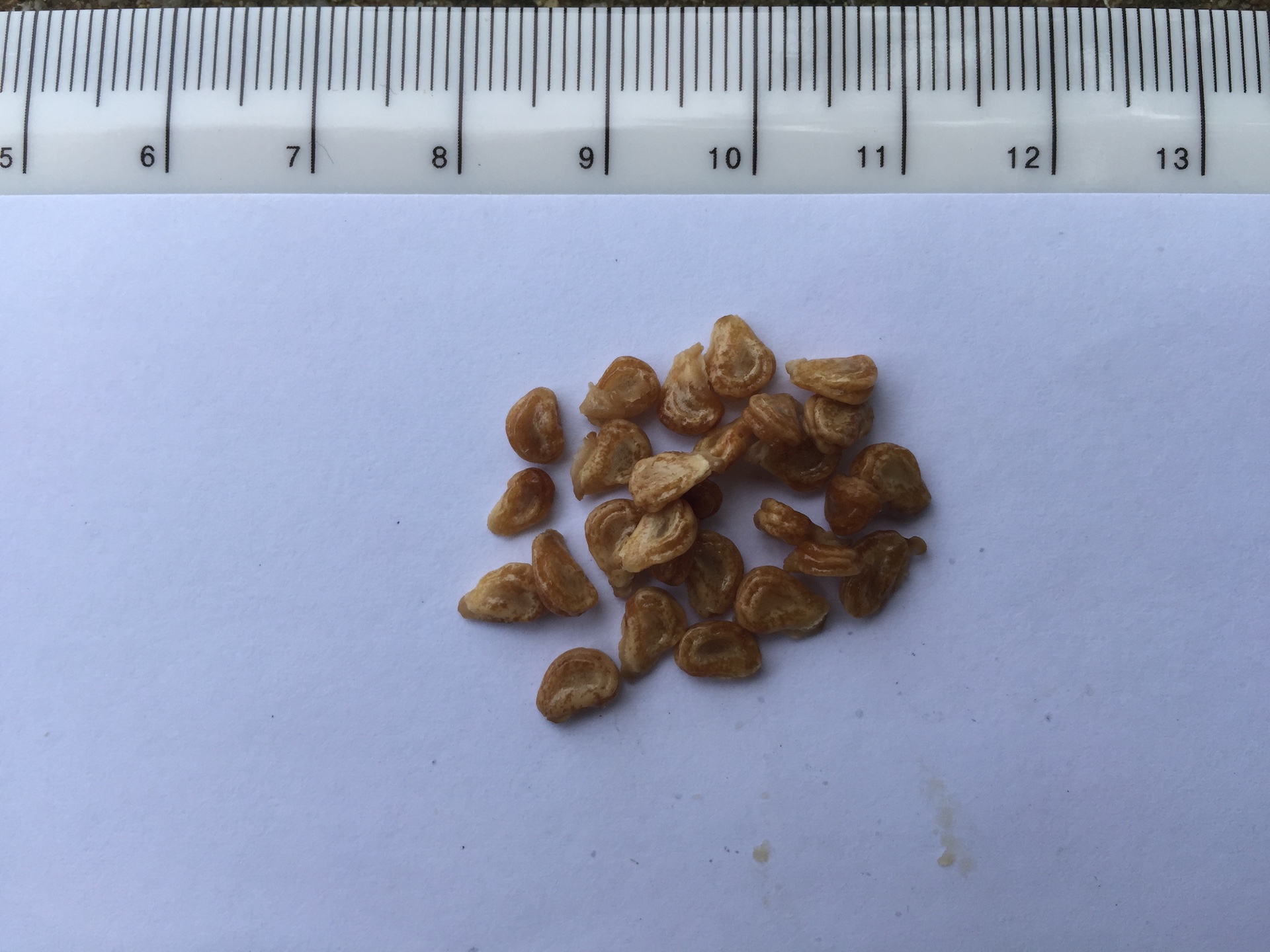 독말풀 씨앗 Datura stramonium seed
