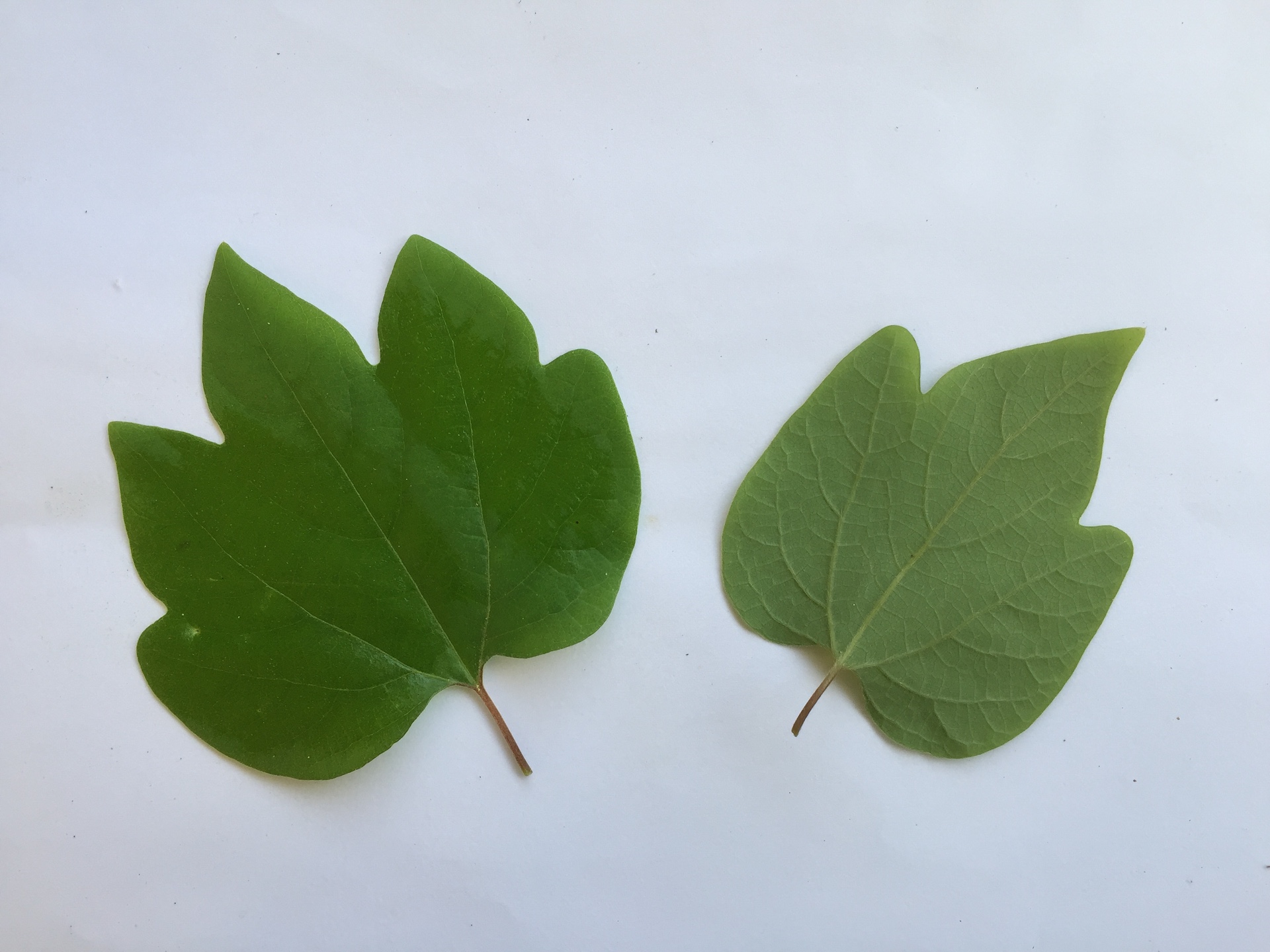 생강나무 잎 Lindera obtusiloba Blume var. obtusiloba leaf