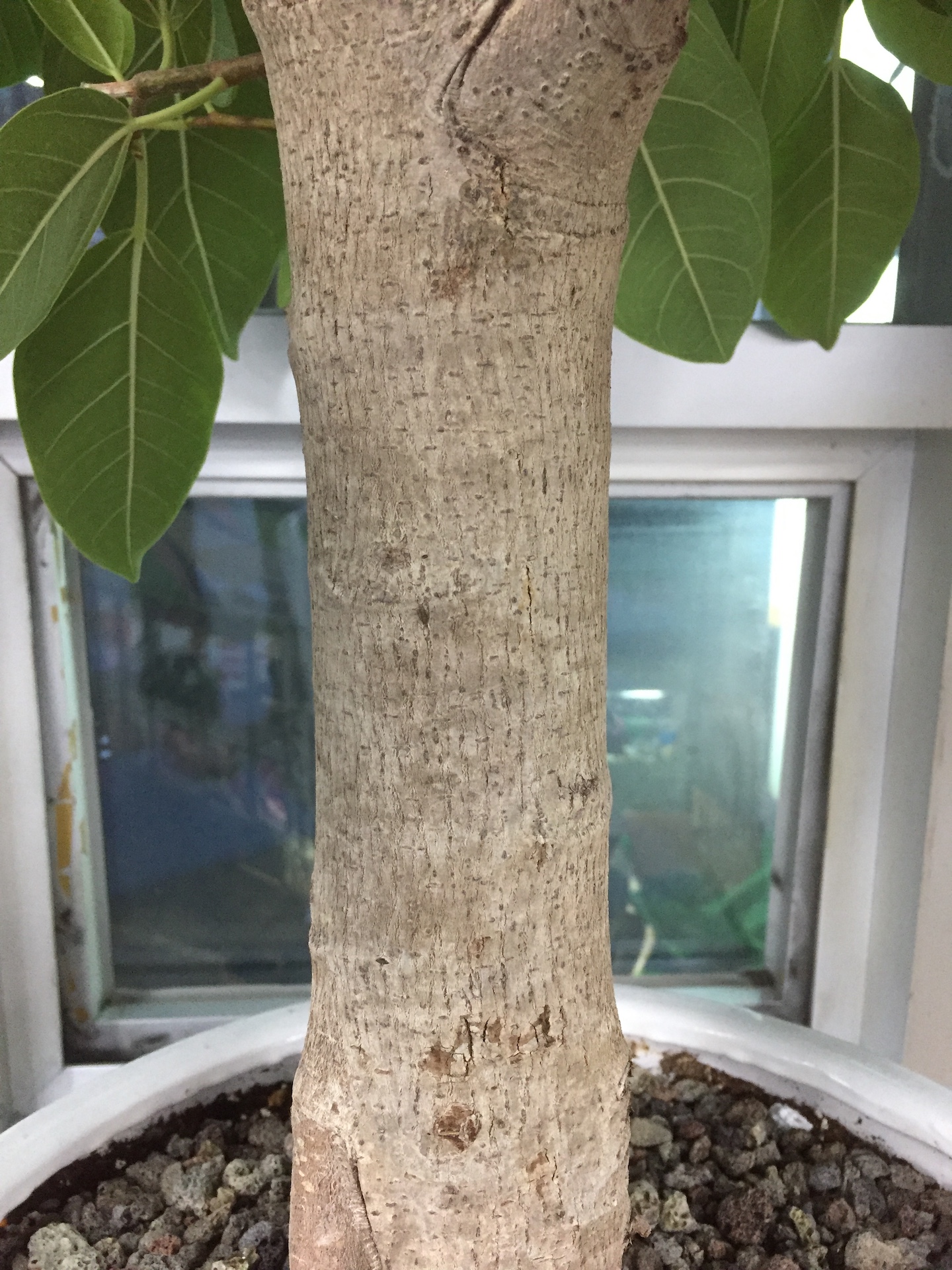 뱅갈고무나무줄기 Ficus banghalensis trunk