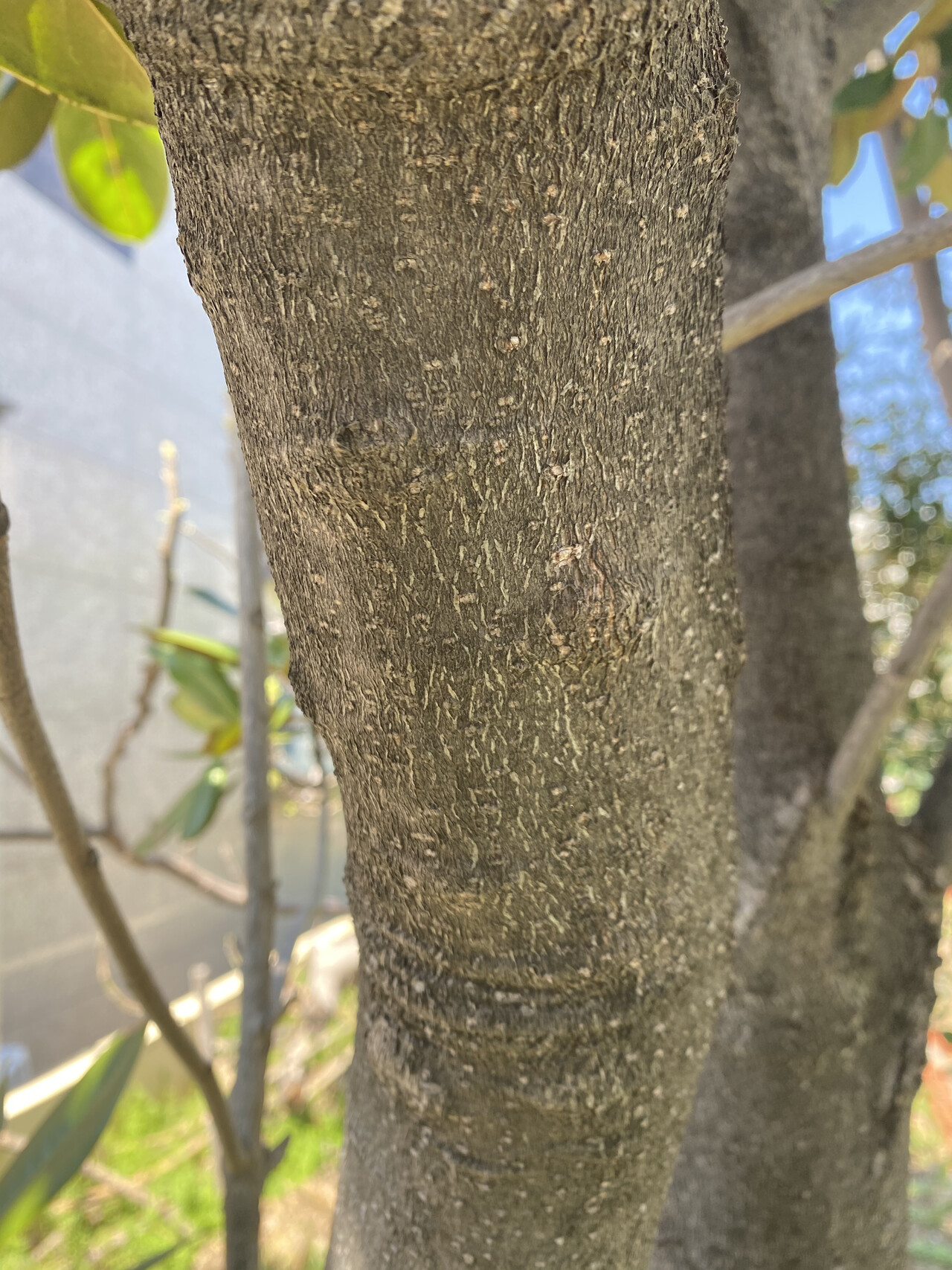 태산목줄기 Magnolia grandiflora L. trunk