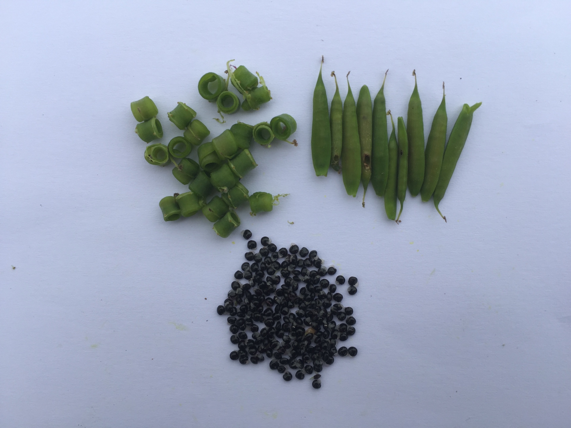 자주괴불주머니 씨앗 Corydalis incisa (Thunb.) Pers. seed