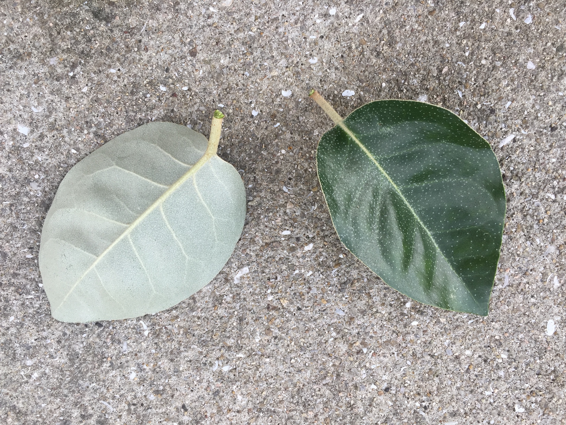 보리밥나무 잎 Elaeagnus macrophylla Thunb. leaf
