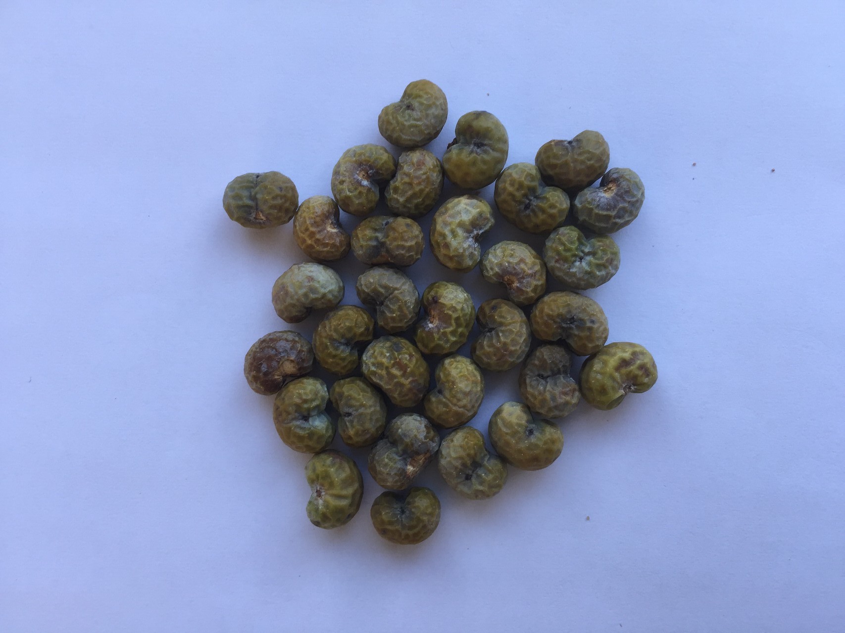 당종려 씨앗 Trachycarpus fortunei seed