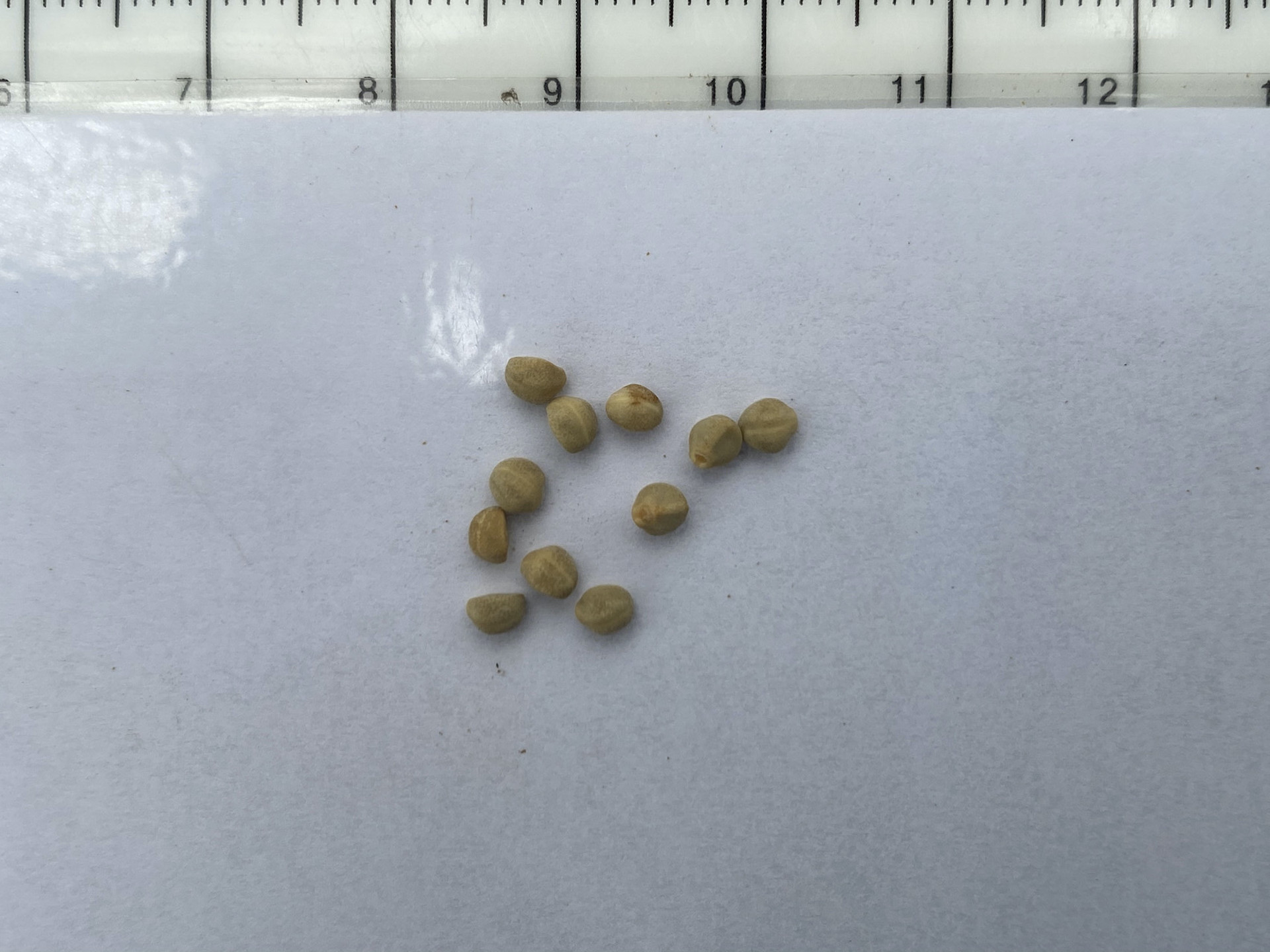 유홍초 씨앗 Quamoclit pennata (Desr.) Bojer seed