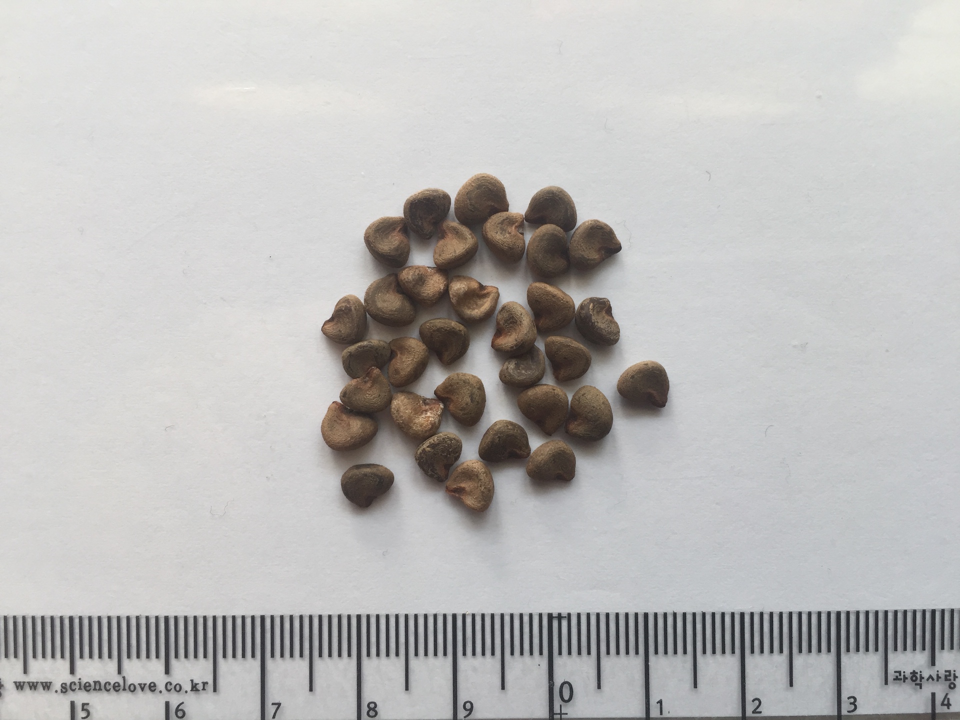 메디닐라 씨앗 Medinilla Magnifica seed