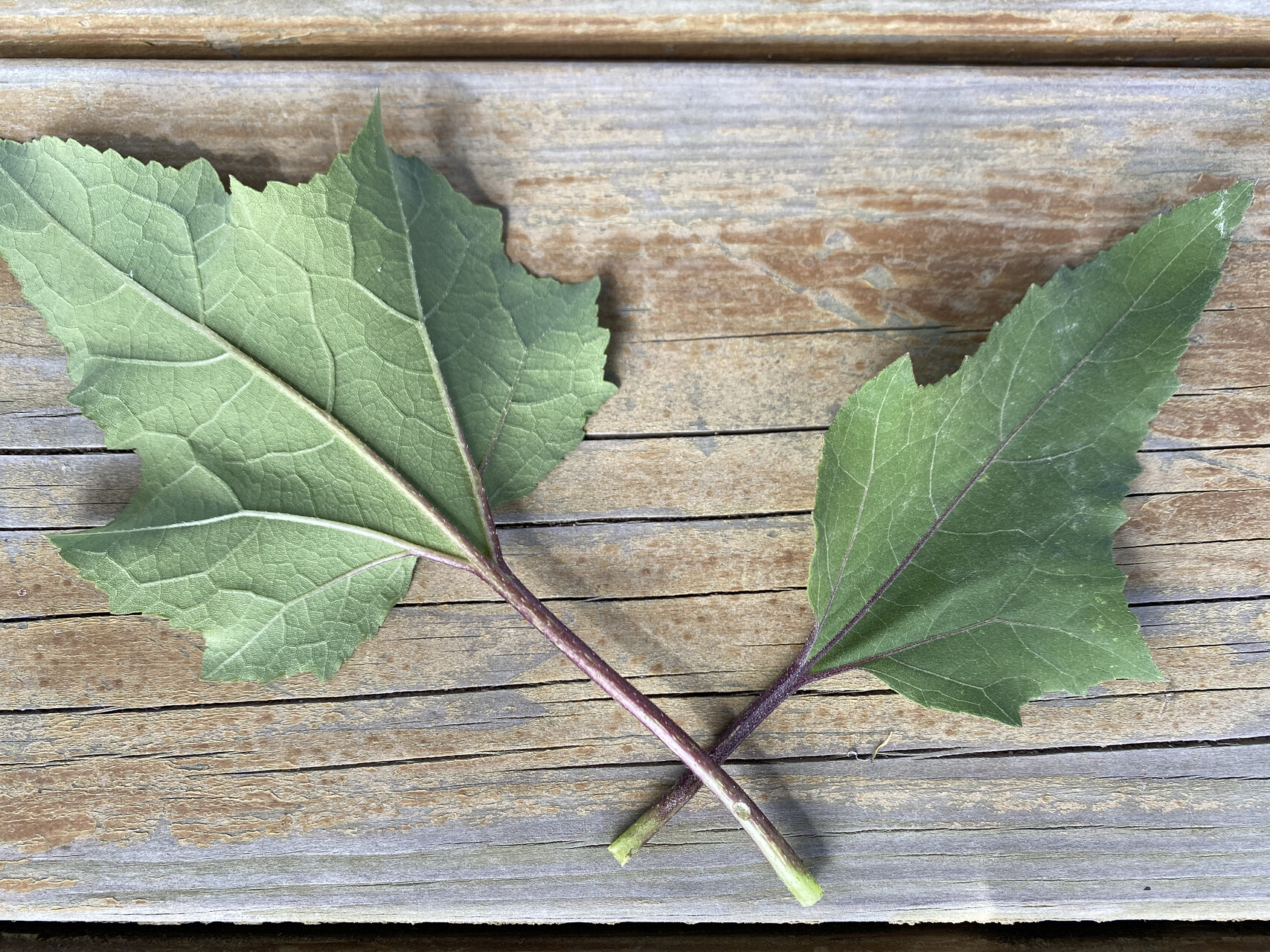 도꼬마리 잎 Xanthium strumarium L. leaf