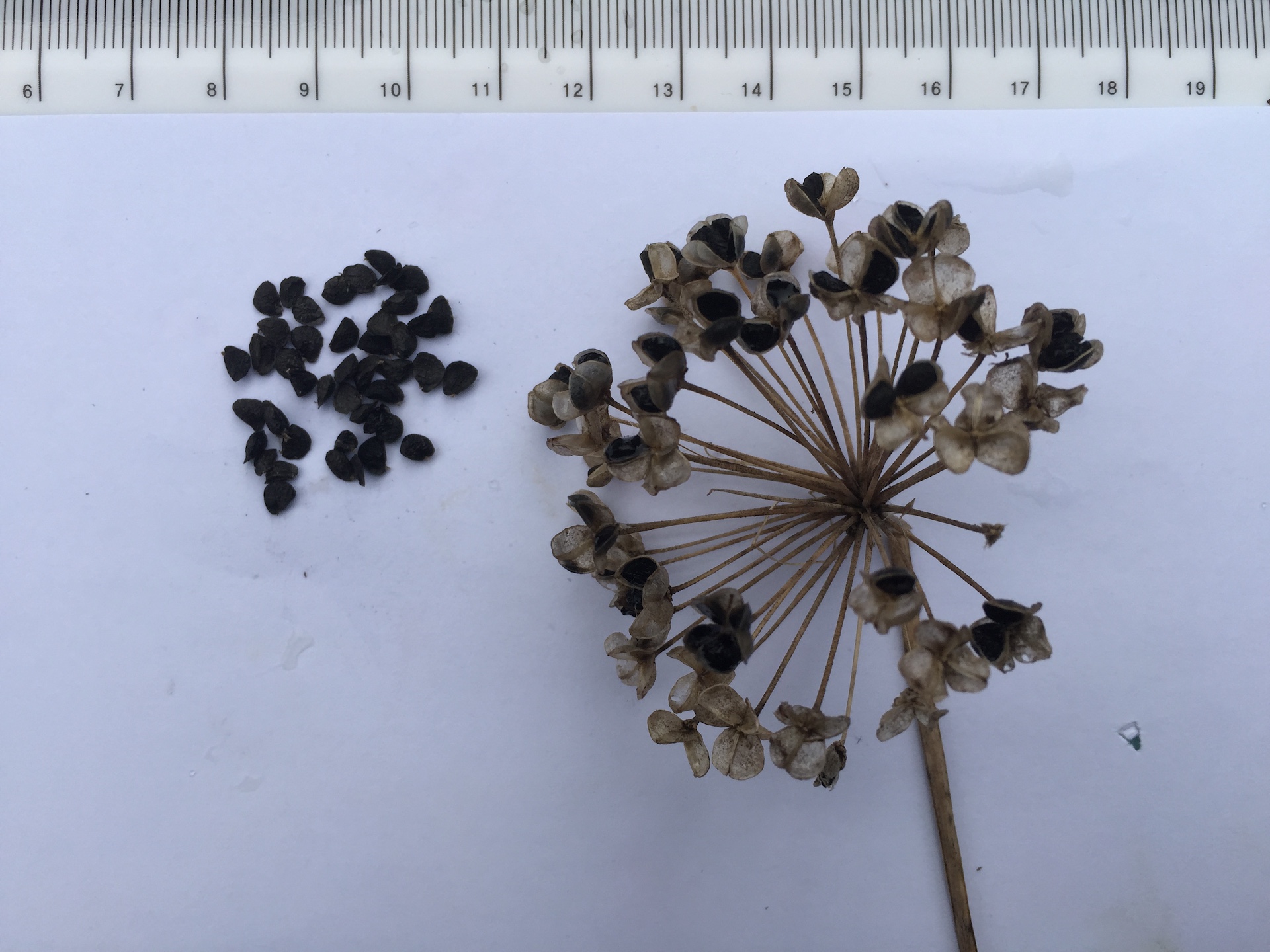 부추 씨앗 Allium tuberosum Rottler ex Spreng. seed