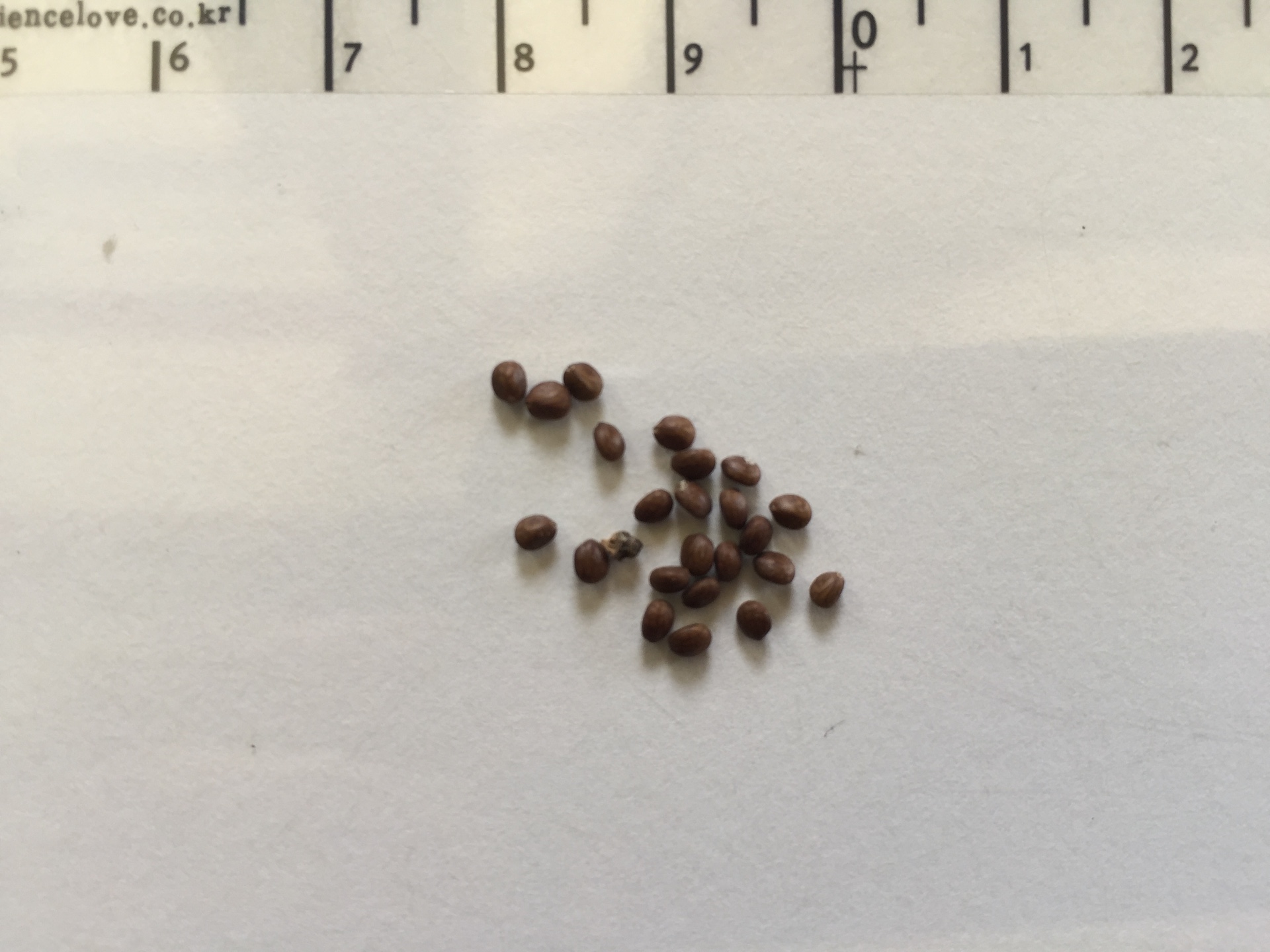 클라리 세이지 씨앗 Salvia sclarea seed