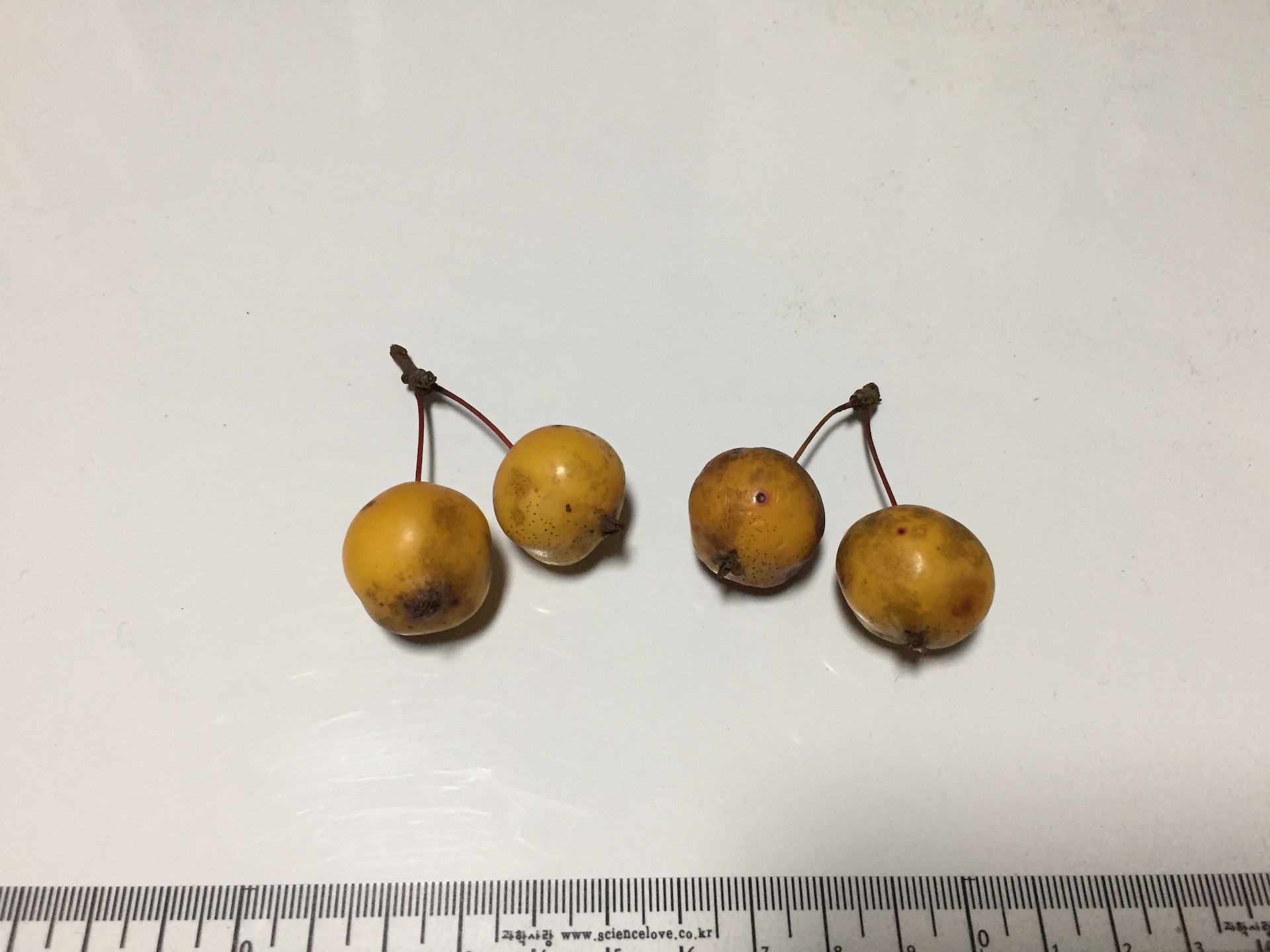 아그배나무 씨앗 Malus sieboldii (Regel) Rehder seed